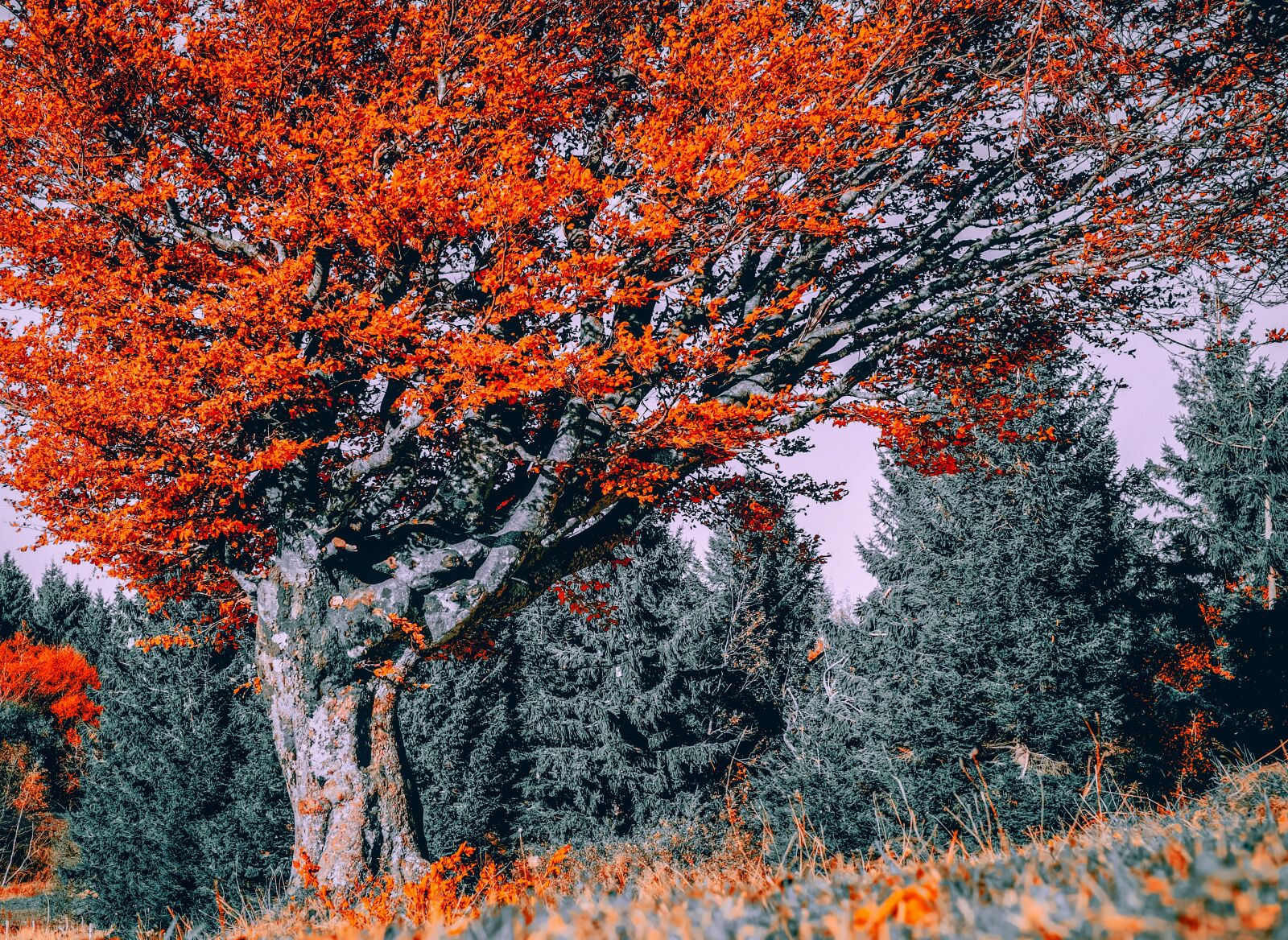Fujifilm X-T10 + Fujifilm XF 35mm F1.4 R sample photo. Tree, beech, autumn photography