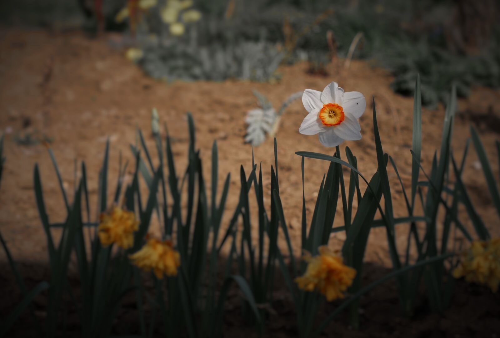 Canon EOS 40D sample photo. Meadow, flower, grass photography