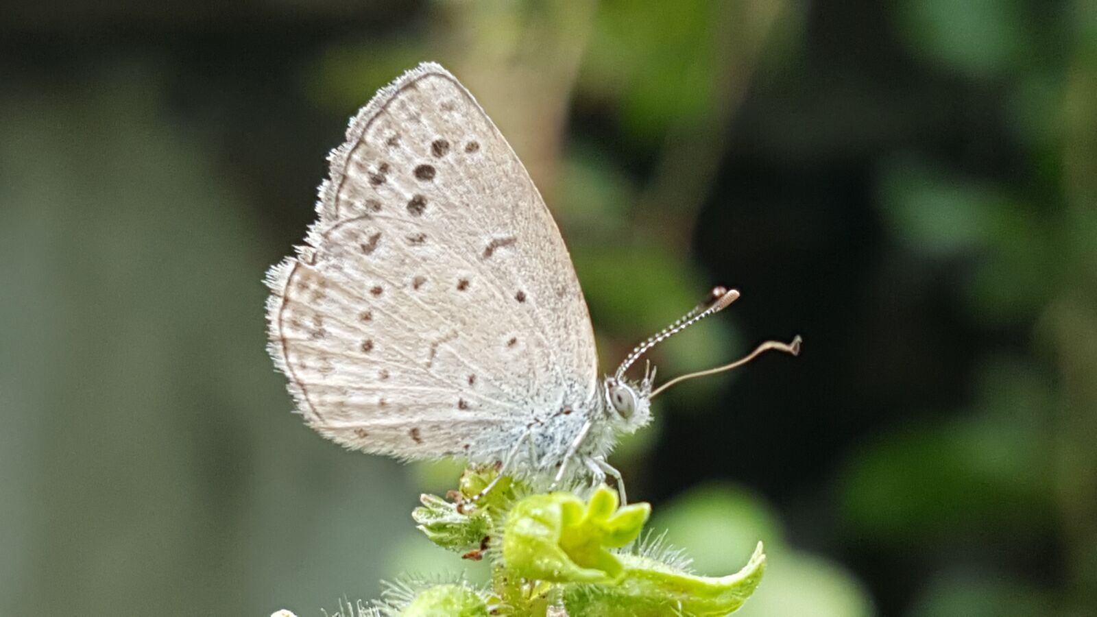Samsung Galaxy Note5 sample photo. Nature, insects, butterfly photography