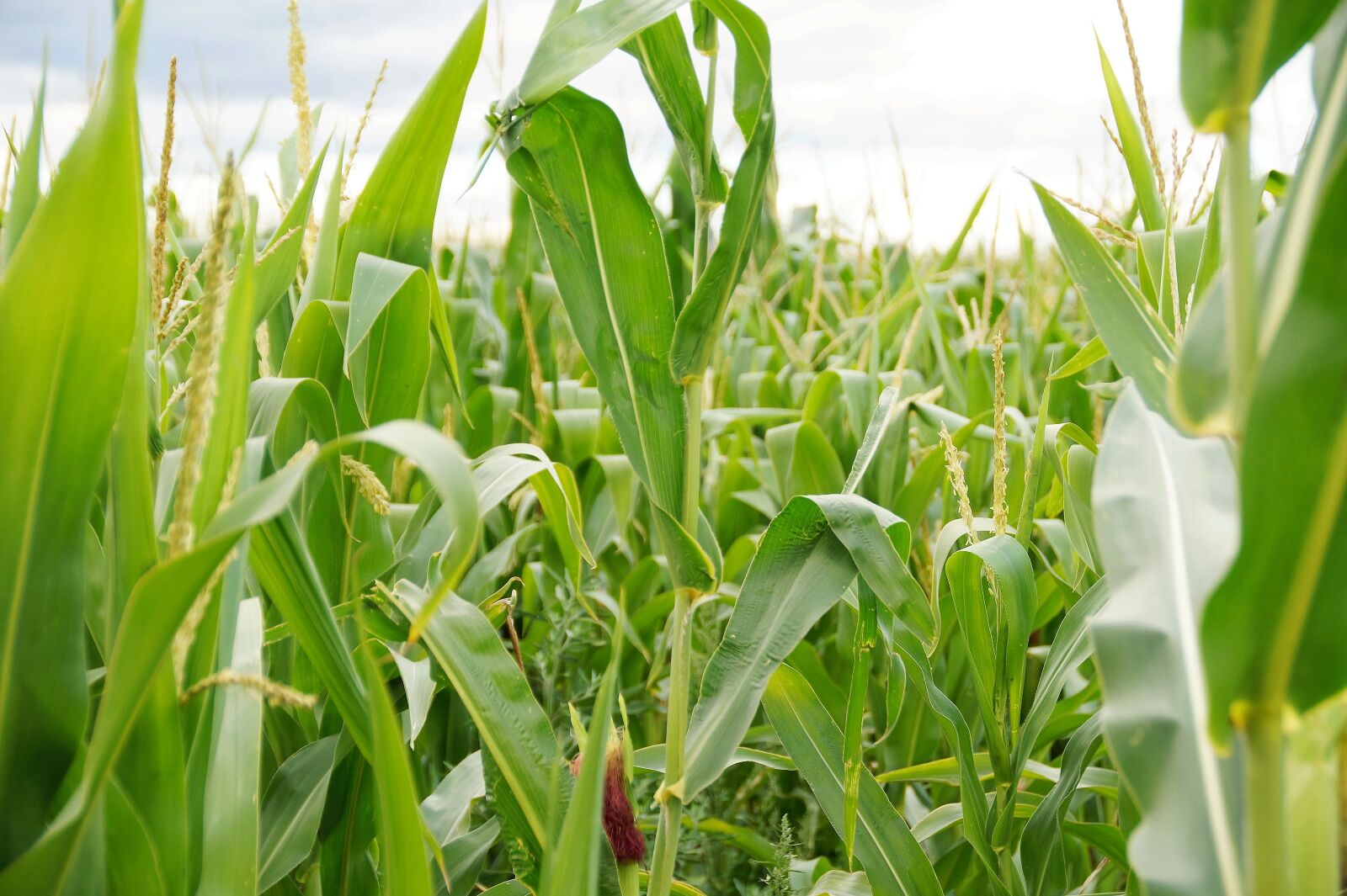 Sony SLT-A58 sample photo. Corn, field, agriculture photography