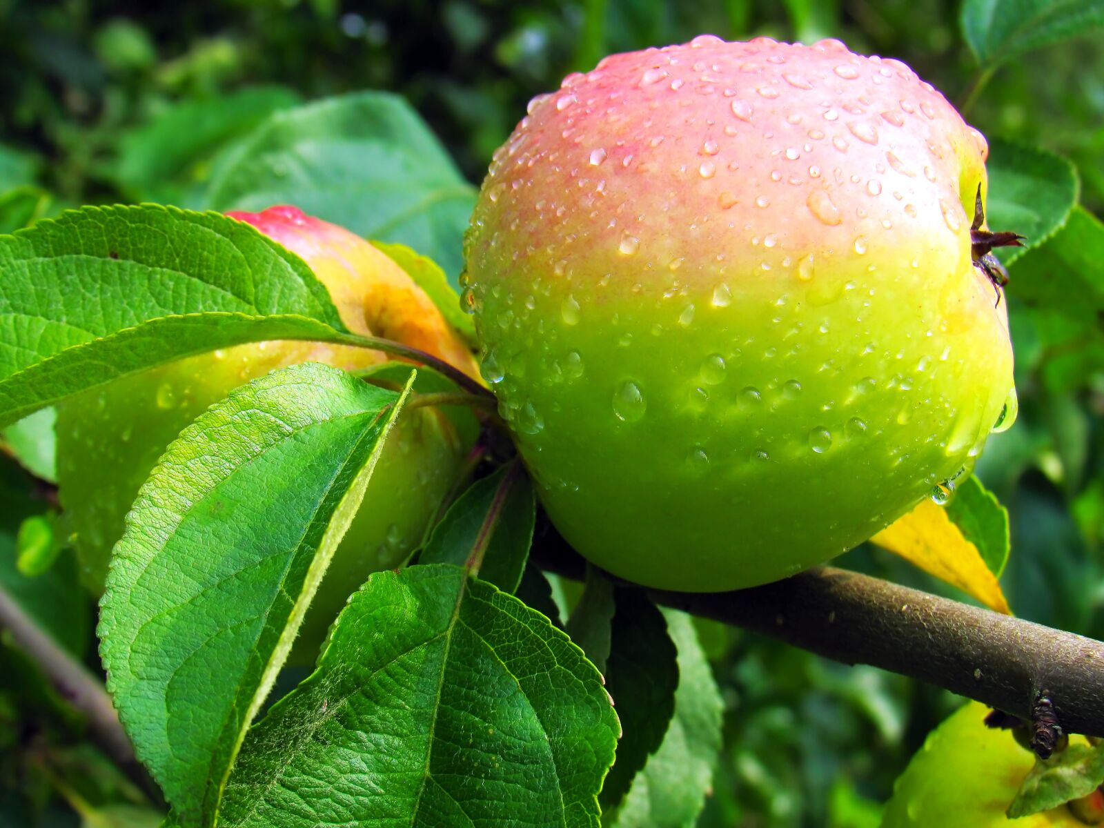 Canon PowerShot SX520 HS sample photo. Fruit, nature, sheet photography