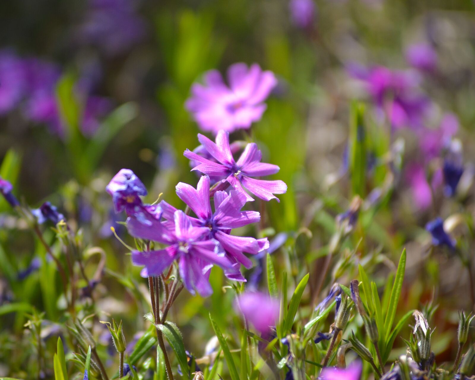 Nikon D5100 sample photo. Flowers, garden, purple photography