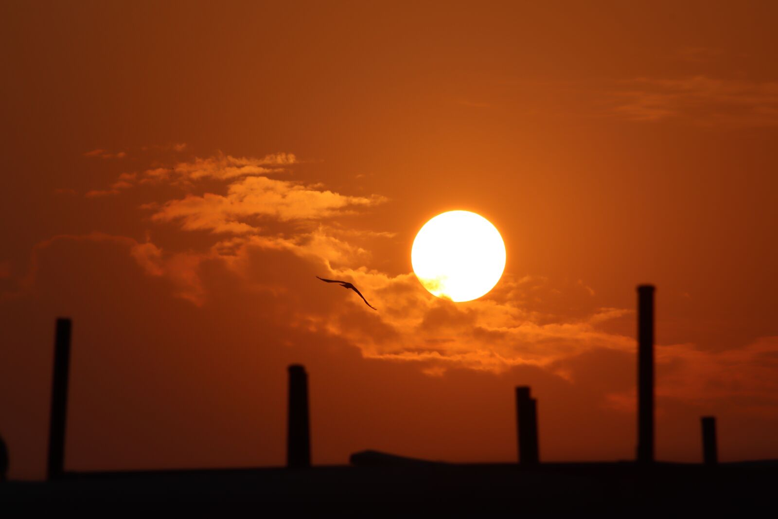 Canon EOS 250D (EOS Rebel SL3 / EOS Kiss X10 / EOS 200D II) sample photo. Sunset, bird, nature photography