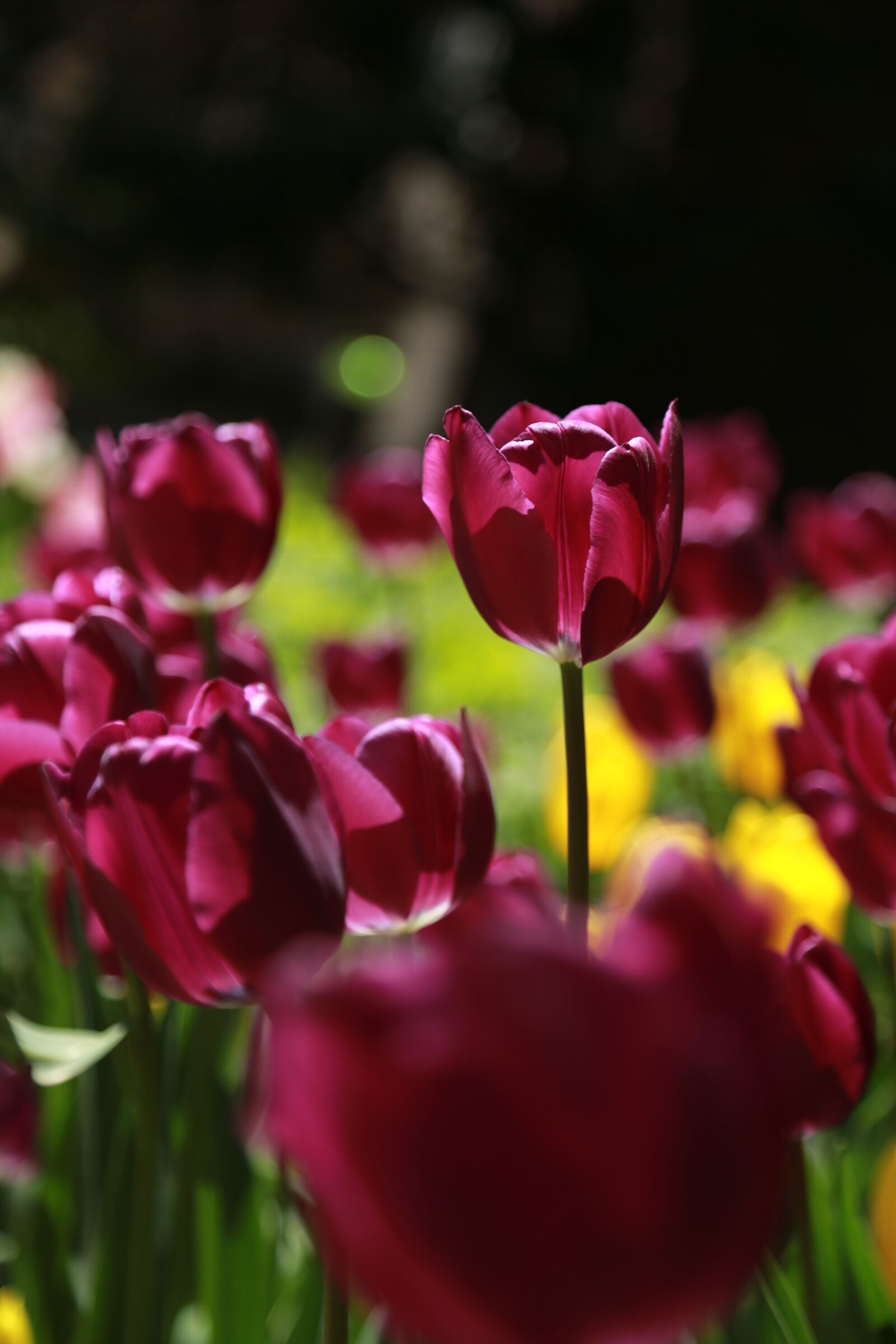 Canon EOS 6D + Canon EF 24-105mm F4L IS USM sample photo. Nature, plants, flowers photography