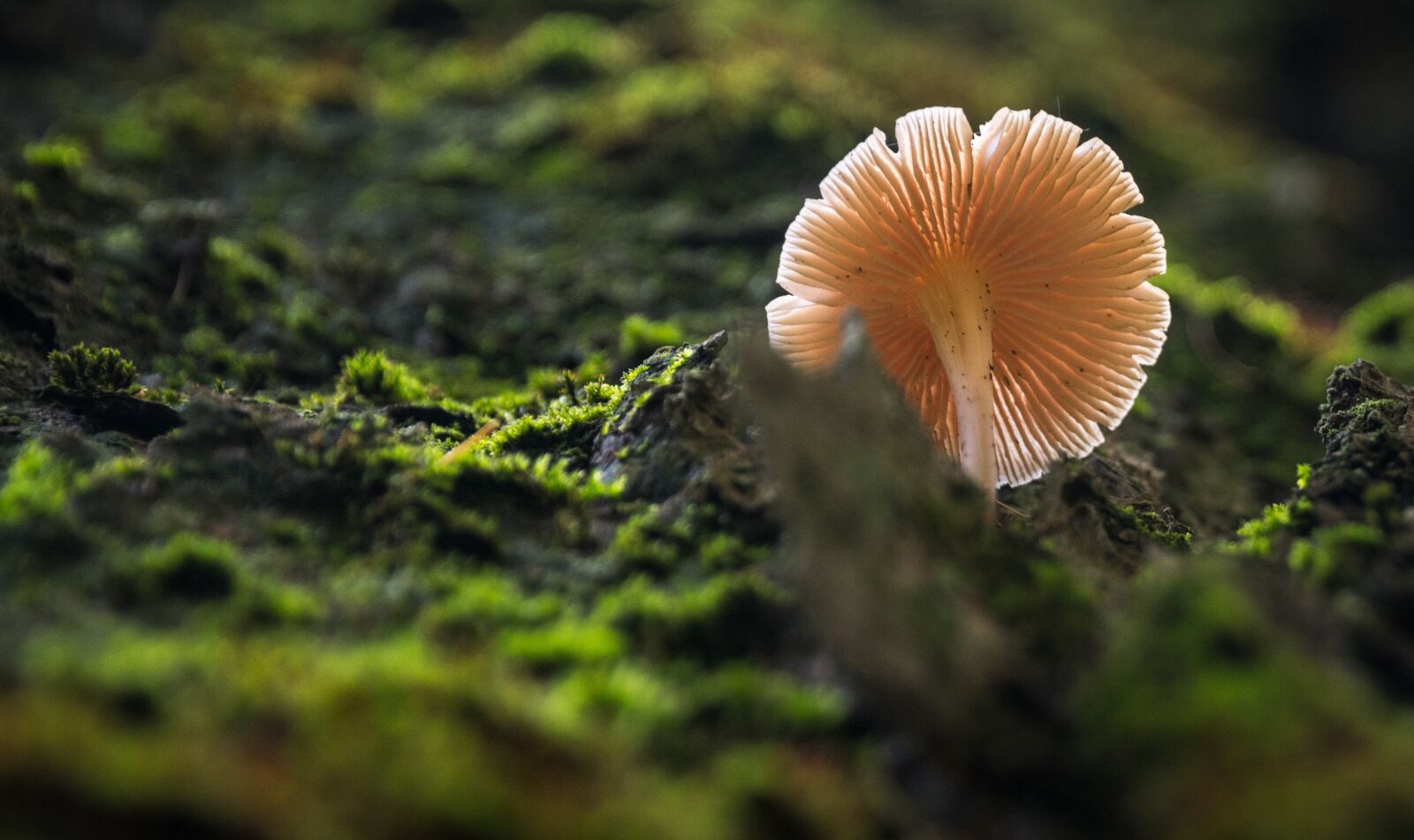 Sony a7R II sample photo. Nature, moss, mushroom photography
