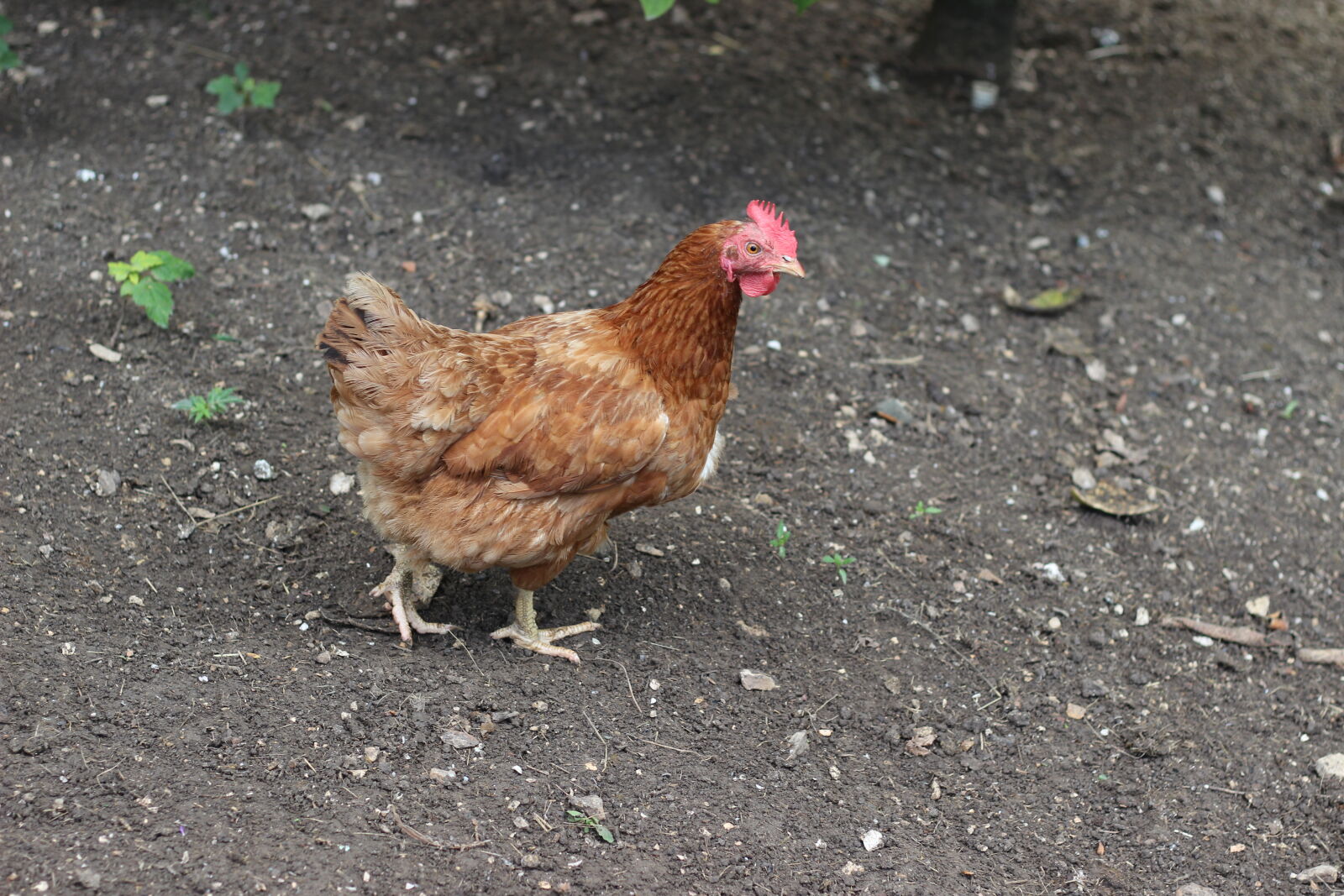 Canon EOS 600D (Rebel EOS T3i / EOS Kiss X5) + Canon EF 50mm F1.8 STM sample photo. Egg, eggs, farm, garden photography