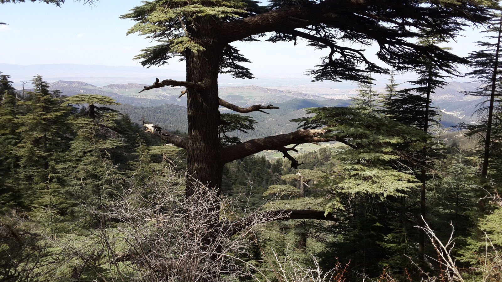 Samsung Galaxy S4 Duos sample photo. "Cedar, tree, landscape, natue" photography
