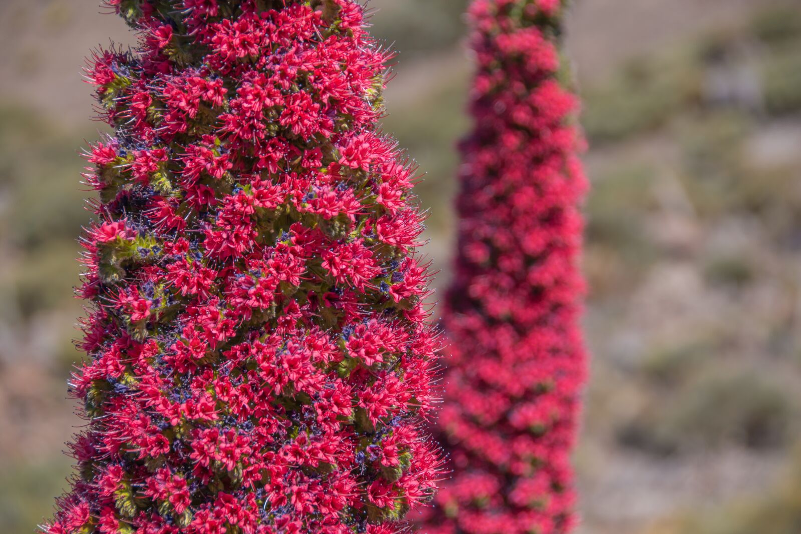 Nikon D5500 sample photo. Tajinaste tenerife, plant, canary photography