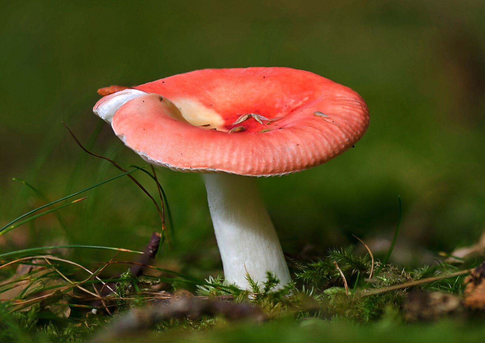 Nikon D7000 sample photo. Nature, mushroom, red photography
