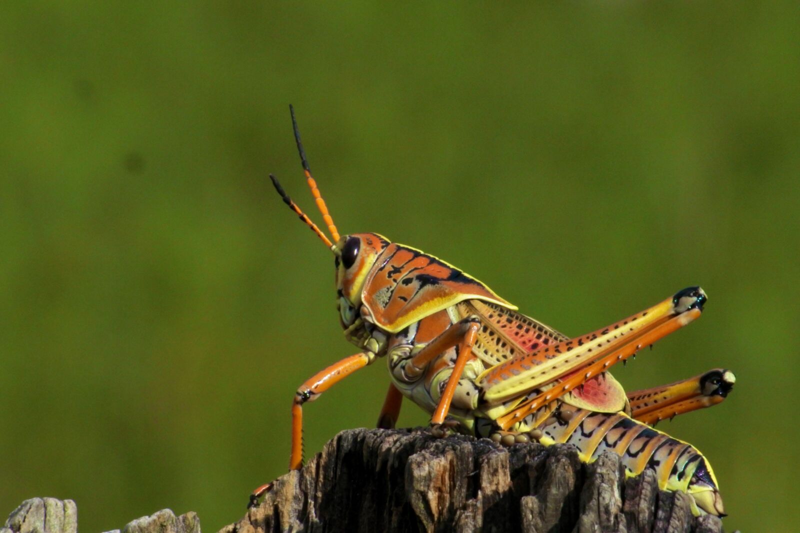 VR 55-300mm f/4.5-5.6G sample photo. Grasshopper, everglades, national park photography