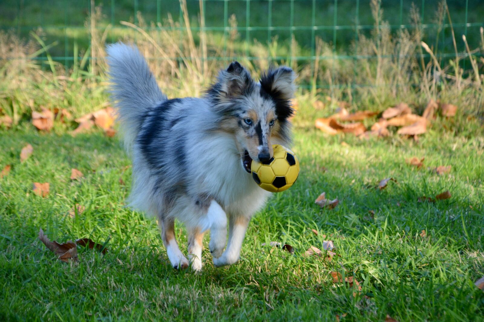 Nikon D5200 sample photo. Dog, bitch, shetland sheepdog photography