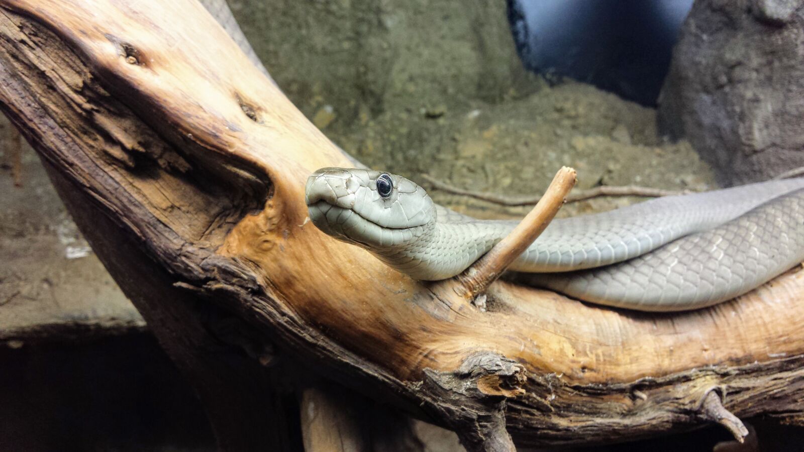 Samsung Galaxy S4 sample photo. Hose, zoo, holiday photography