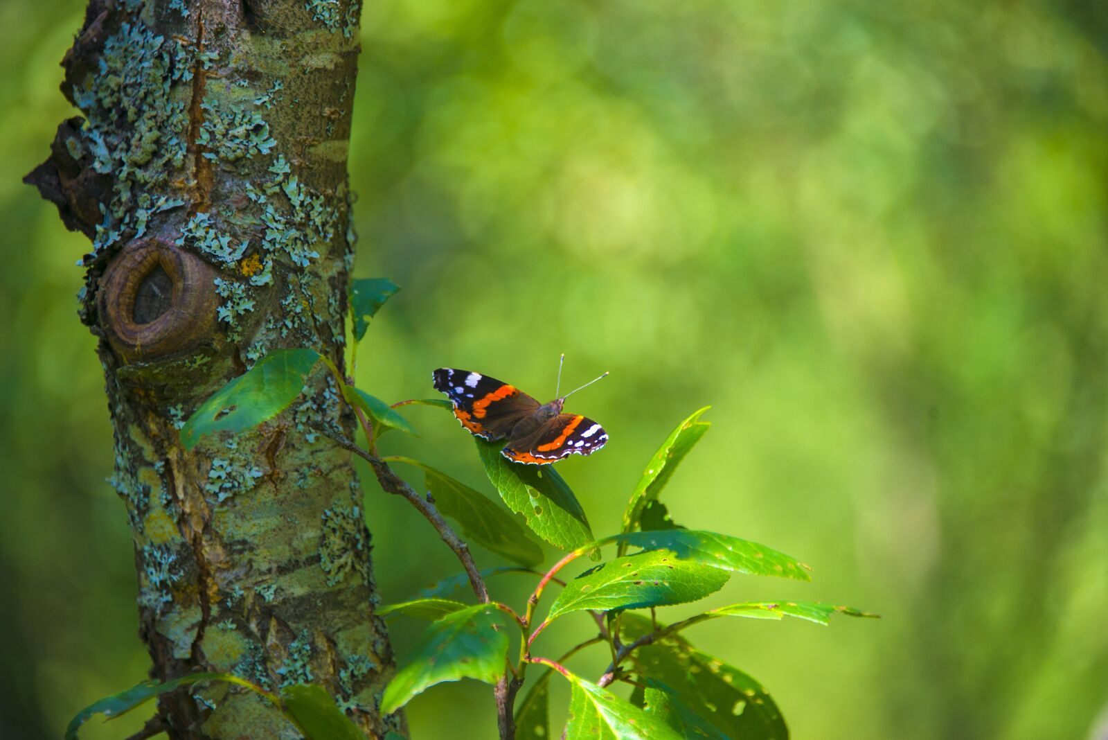 Nikon D600 sample photo. Summer, butterfly, dacha photography
