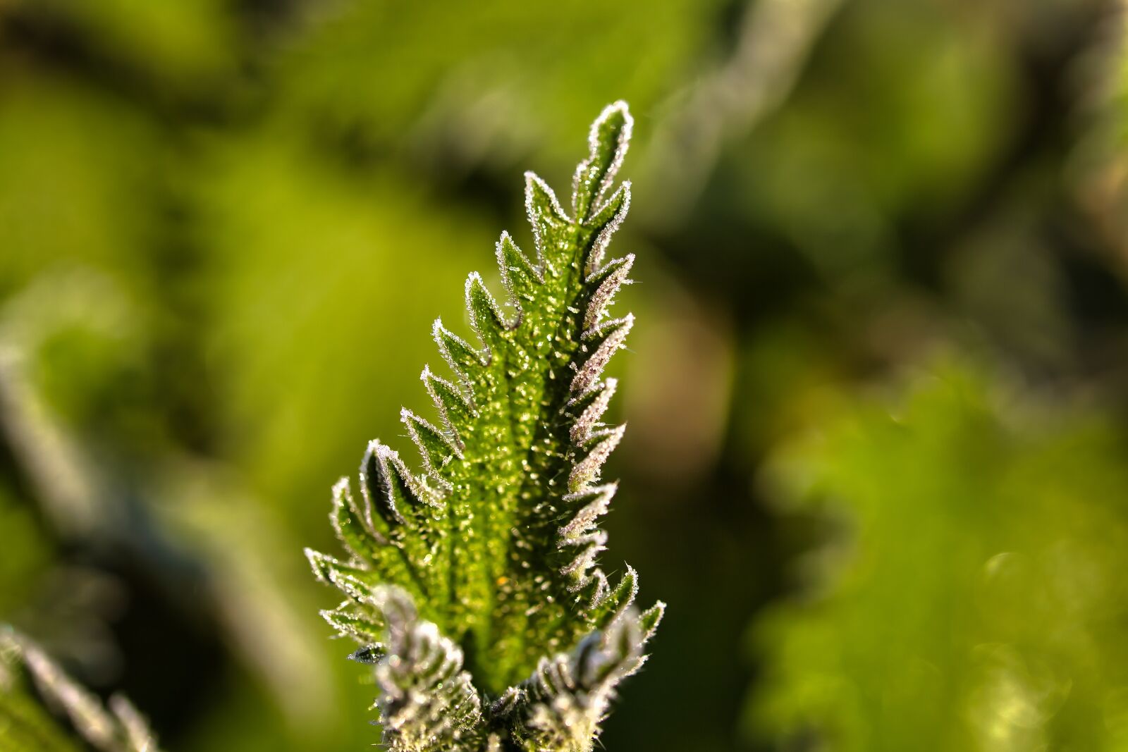 Canon EOS RP sample photo. Hoarfrost, frost, frozen photography