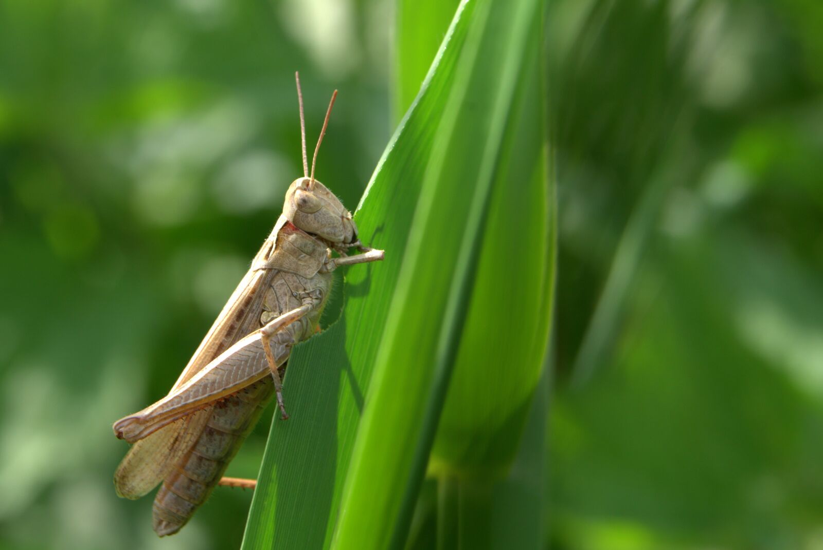 Pentax K-S2 sample photo. Grasshopper, tettigonia viridissima, cricket photography