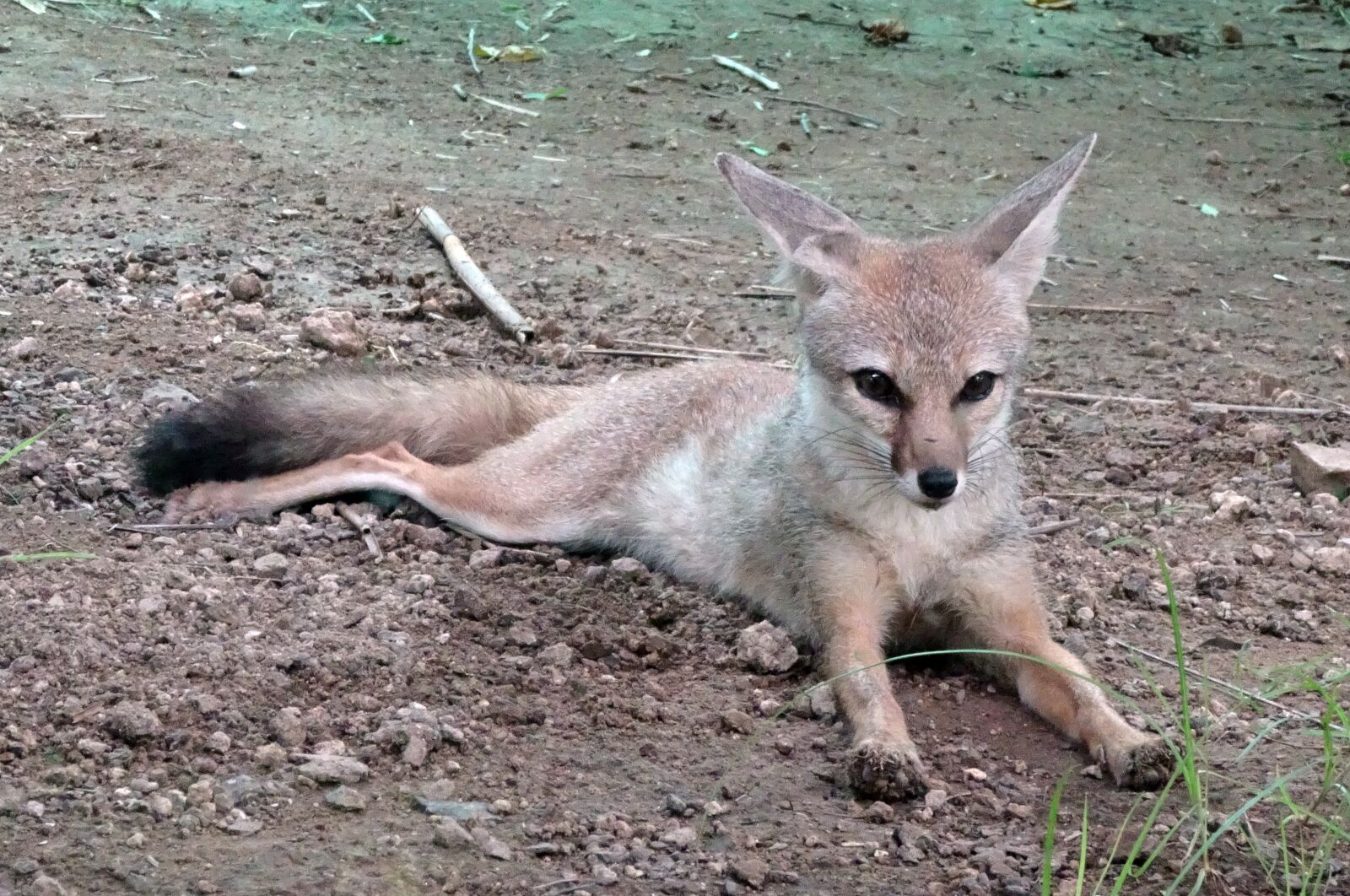 Sony Cyber-shot DSC-HX90V sample photo. Fox, bengal fox, vulpes photography