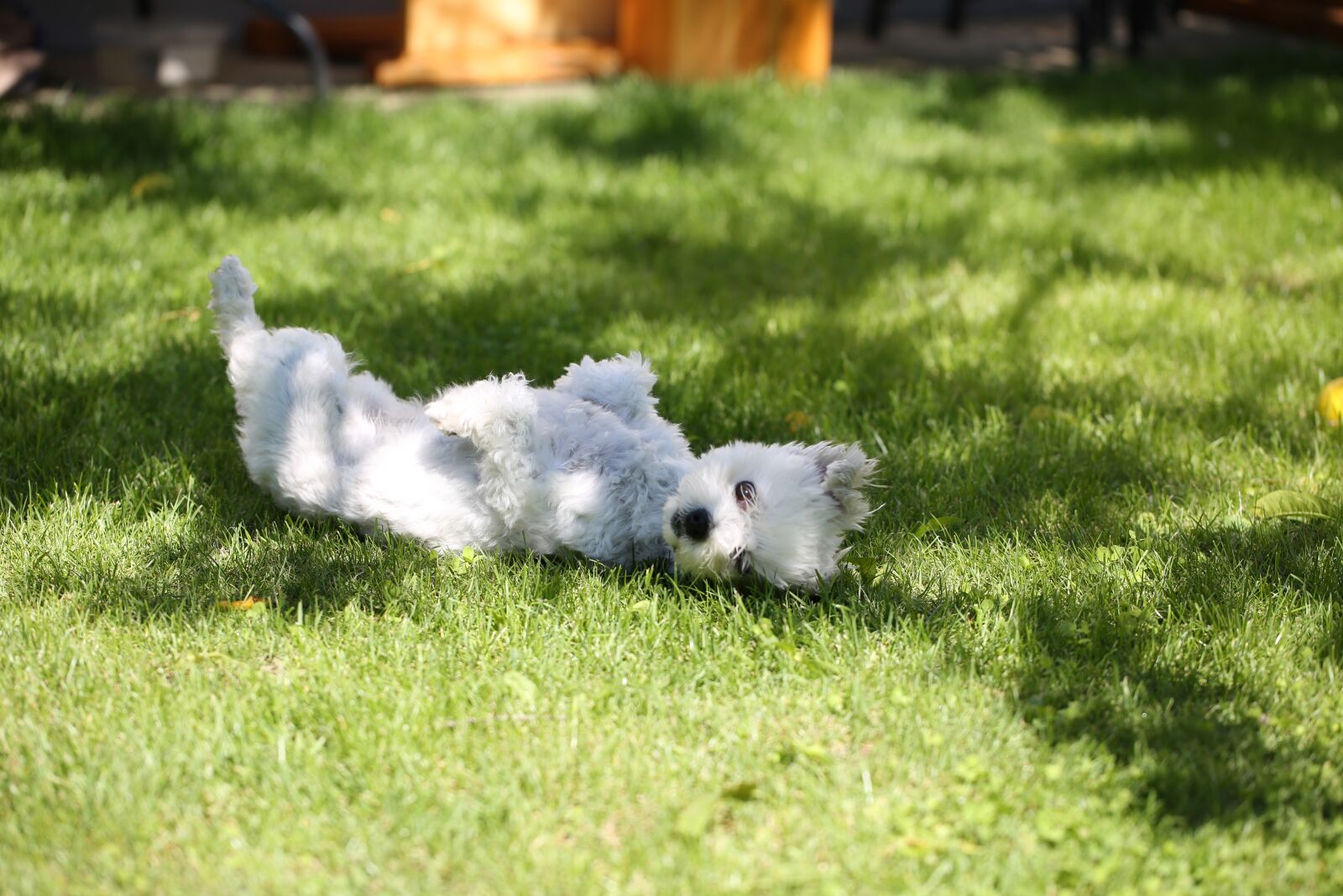Canon EF 100mm F2.8L Macro IS USM sample photo. Dog, grass, meadow photography