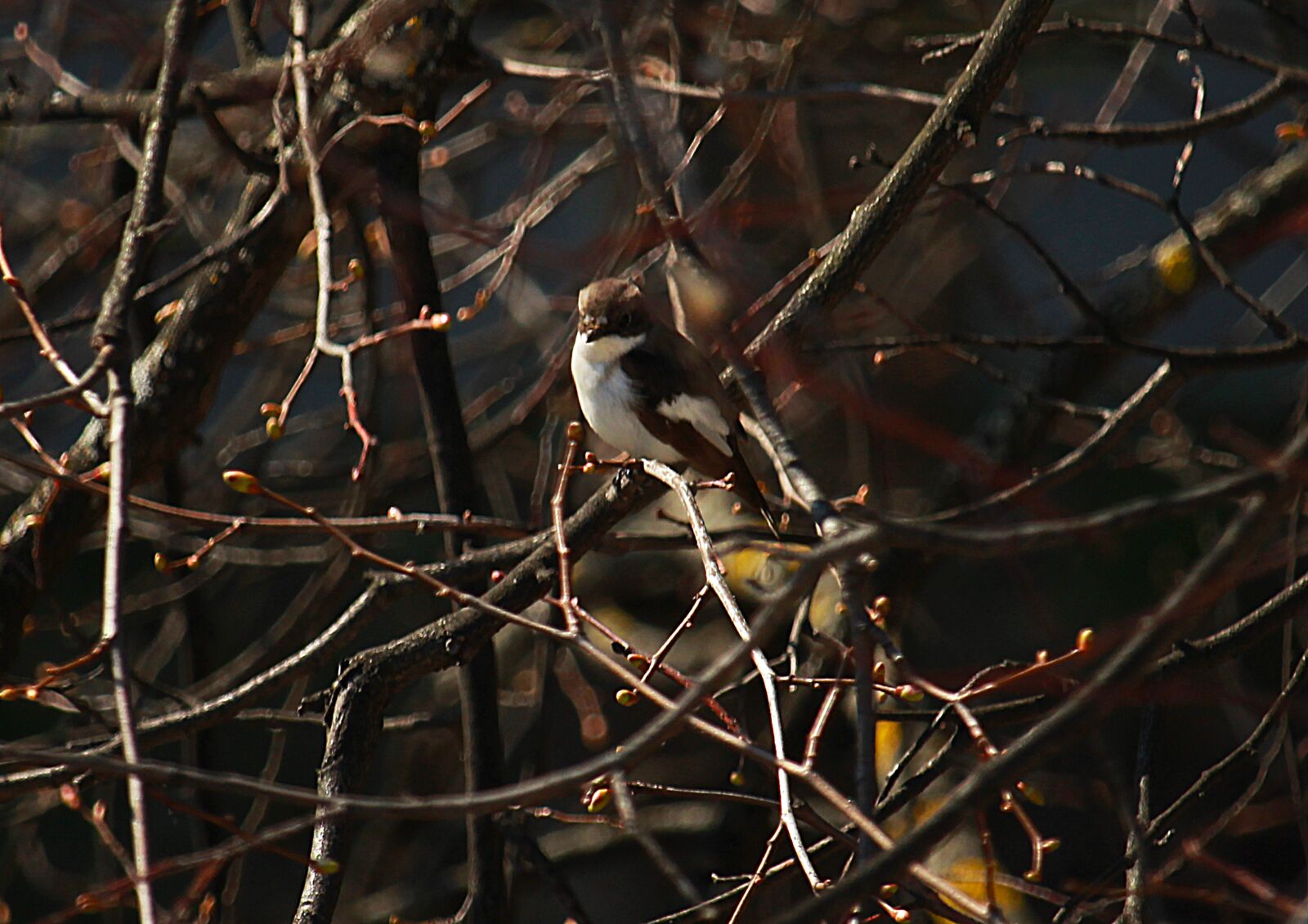 Canon EOS 1200D (EOS Rebel T5 / EOS Kiss X70 / EOS Hi) sample photo. Spring, branch, bird photography