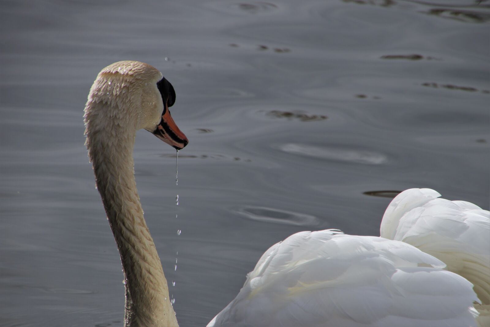 Canon EOS 80D sample photo. Water bird, swan, white photography