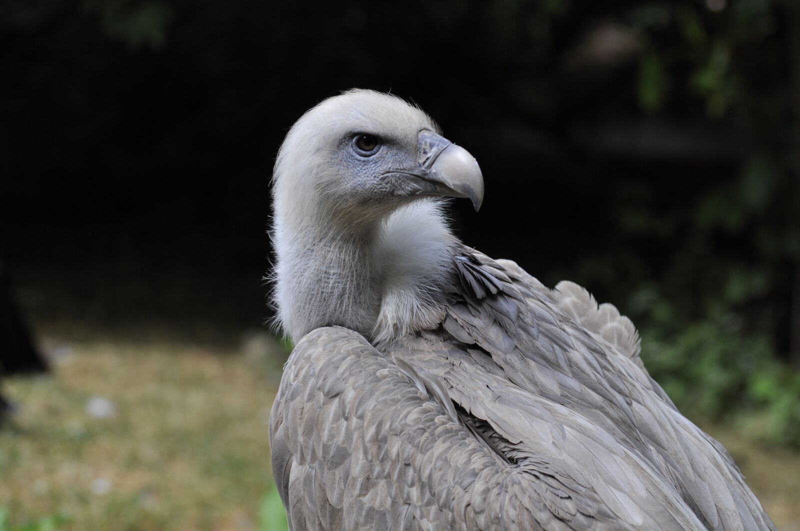 Nikon D5000 sample photo. Vulture, griffon vulture, raptor photography