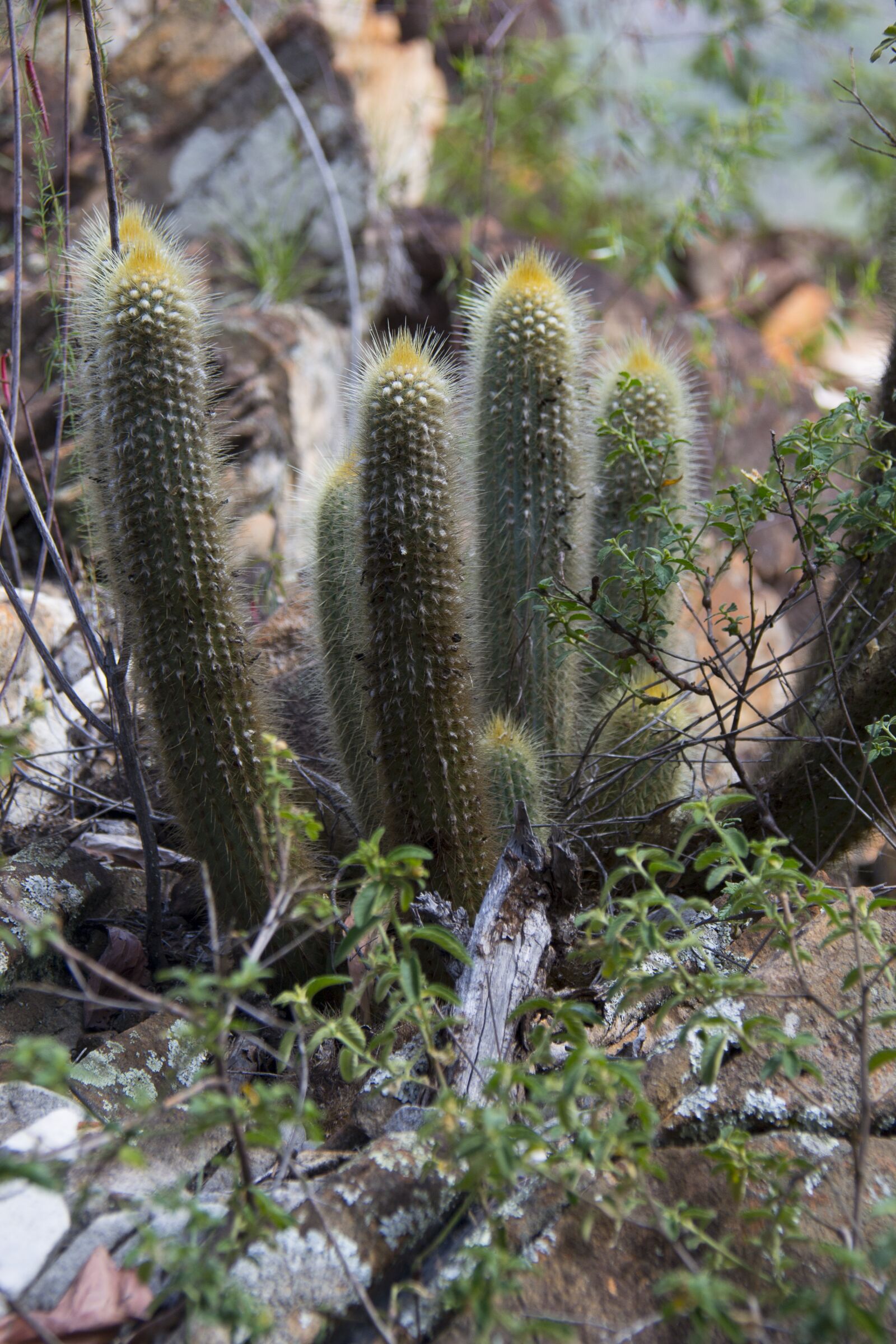 Nikon D3100 sample photo. Serrated, minas, cactus photography