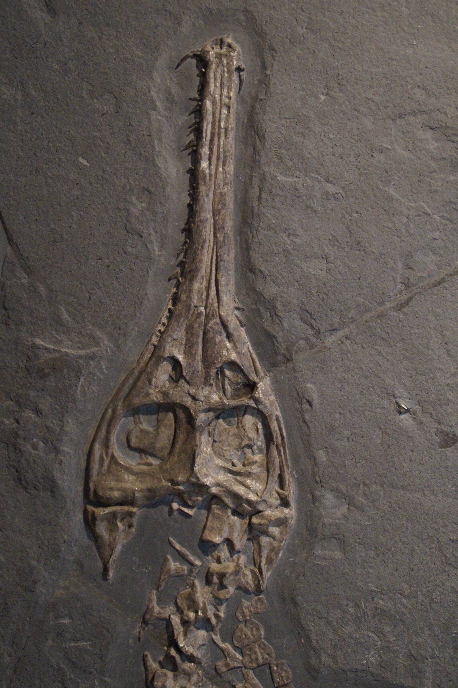 Sony SLT-A58 sample photo. Fossil, skull, head photography