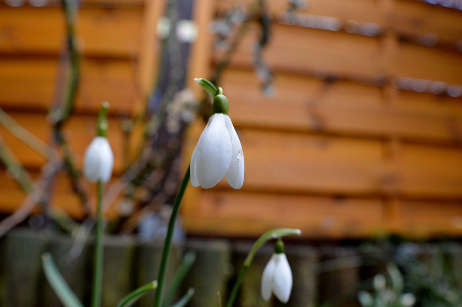 Nikon D3200 sample photo. Snowdrop, plant, nature photography