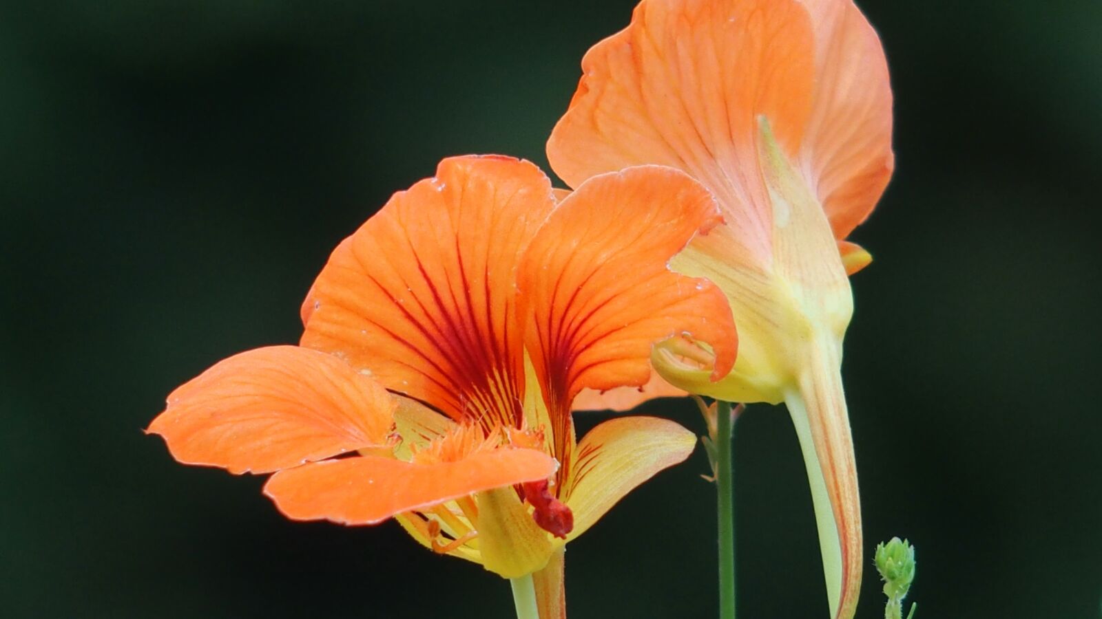 Olympus STYLUS1 sample photo. Flowers, orange, nasturtium photography