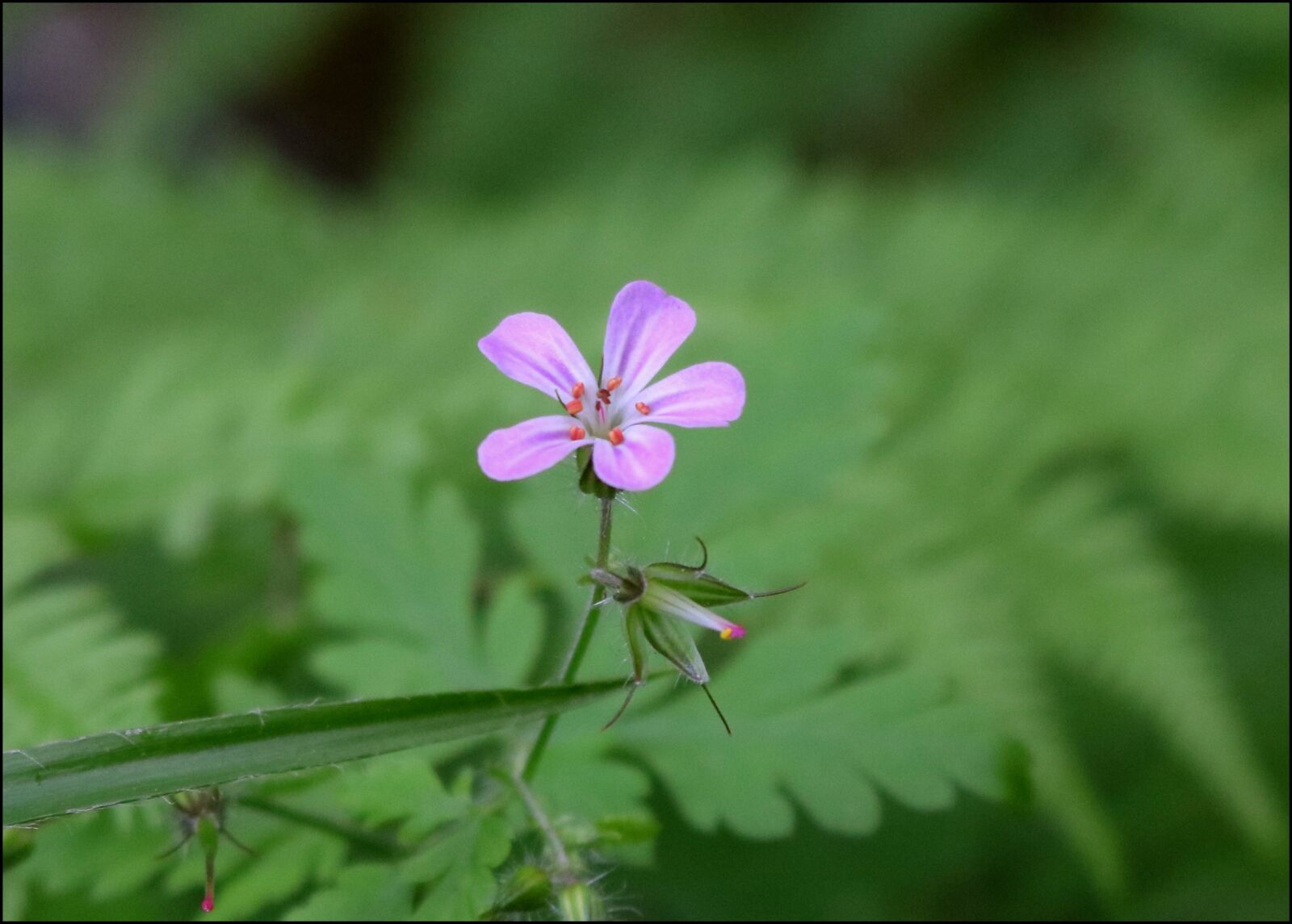 Canon EOS 750D (EOS Rebel T6i / EOS Kiss X8i) sample photo. Wild geranium, wildflower, pink photography