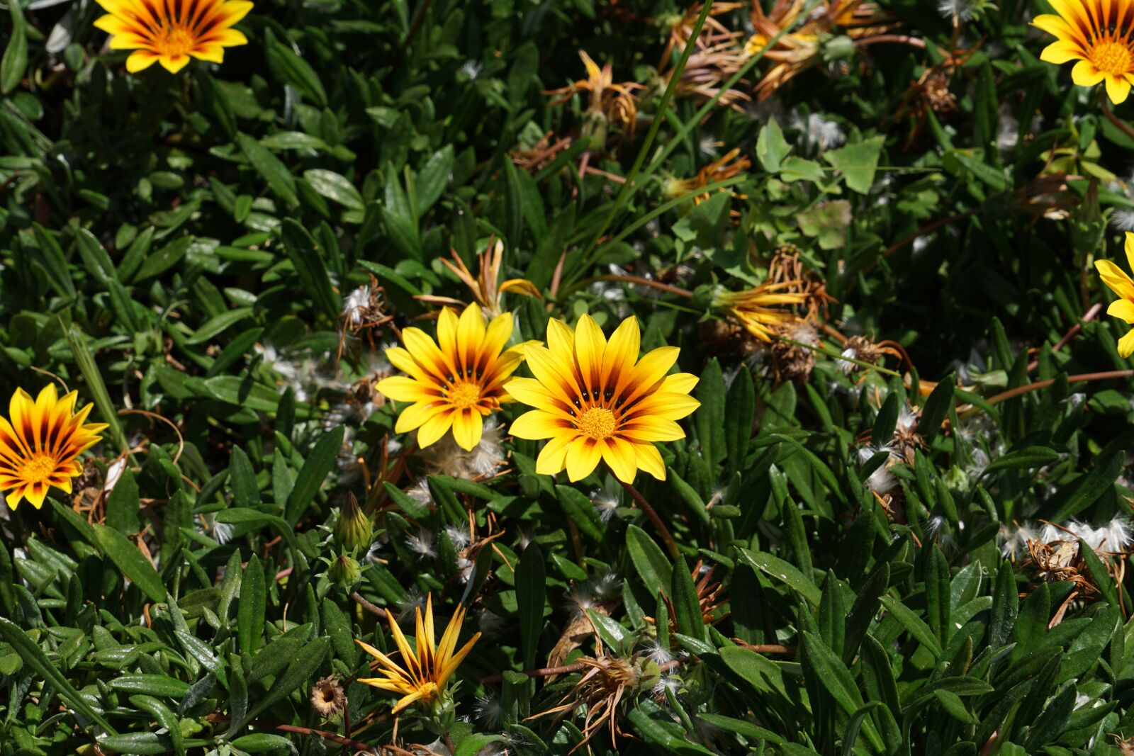 Sony FE 24-240mm F3.5-6.3 OSS sample photo. Plant, flower, flora photography