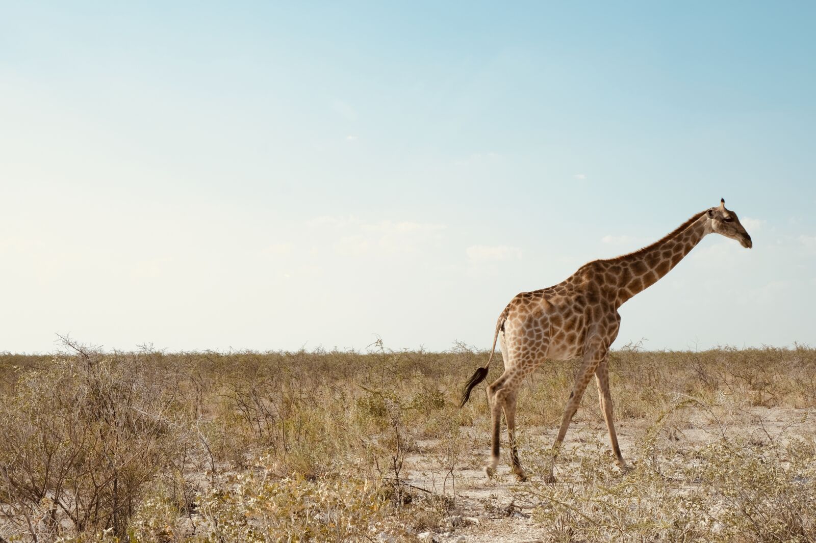 Fujifilm XF 18-55mm F2.8-4 R LM OIS sample photo. Animal, giraffe, africa photography