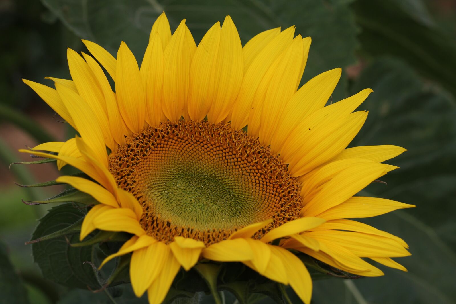 Canon EOS 60D + Canon EF 100mm F2.8 Macro USM sample photo. Flower, sunflower, sunflowers photography