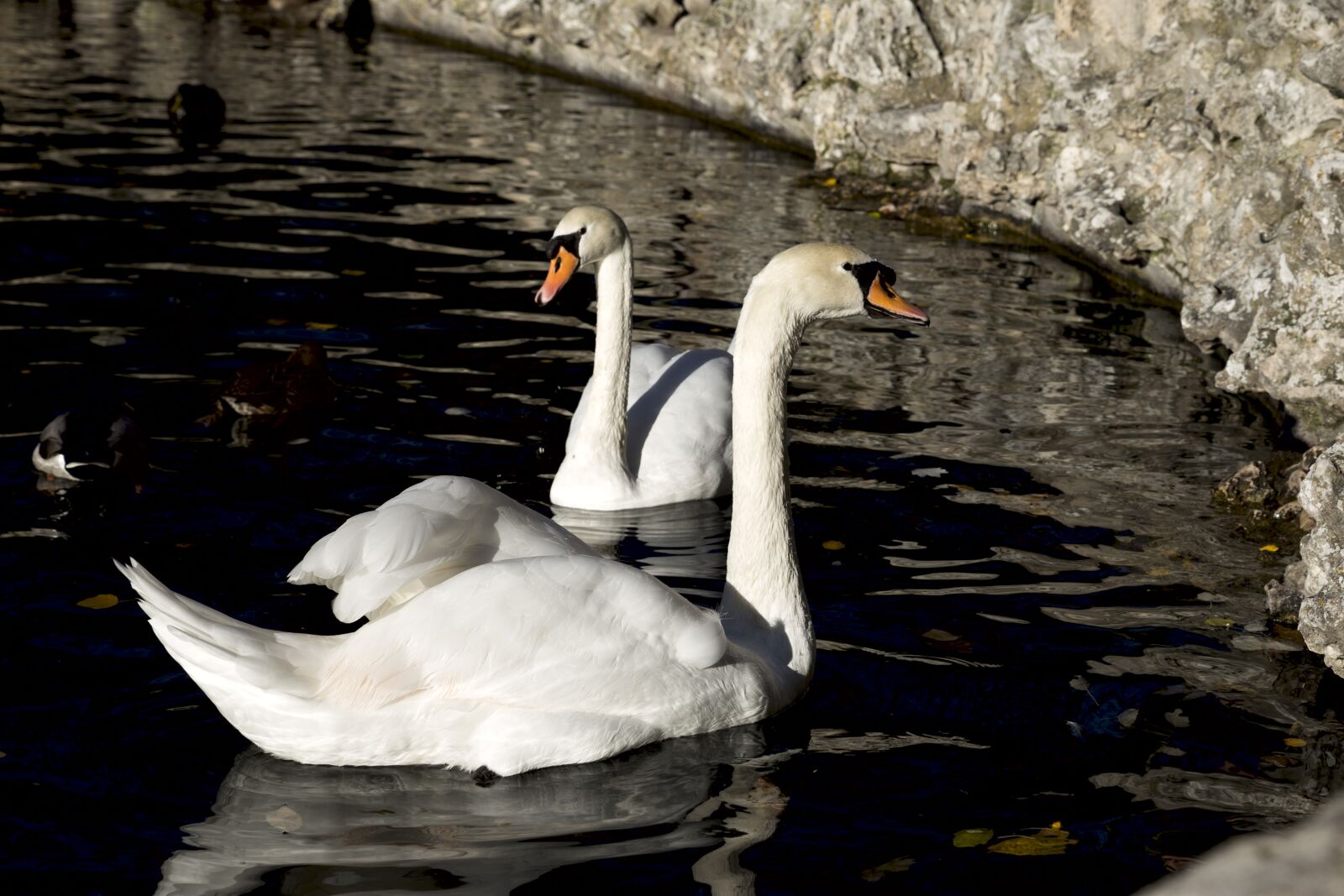 Canon EOS 6D sample photo. Swans, birds, fauna photography