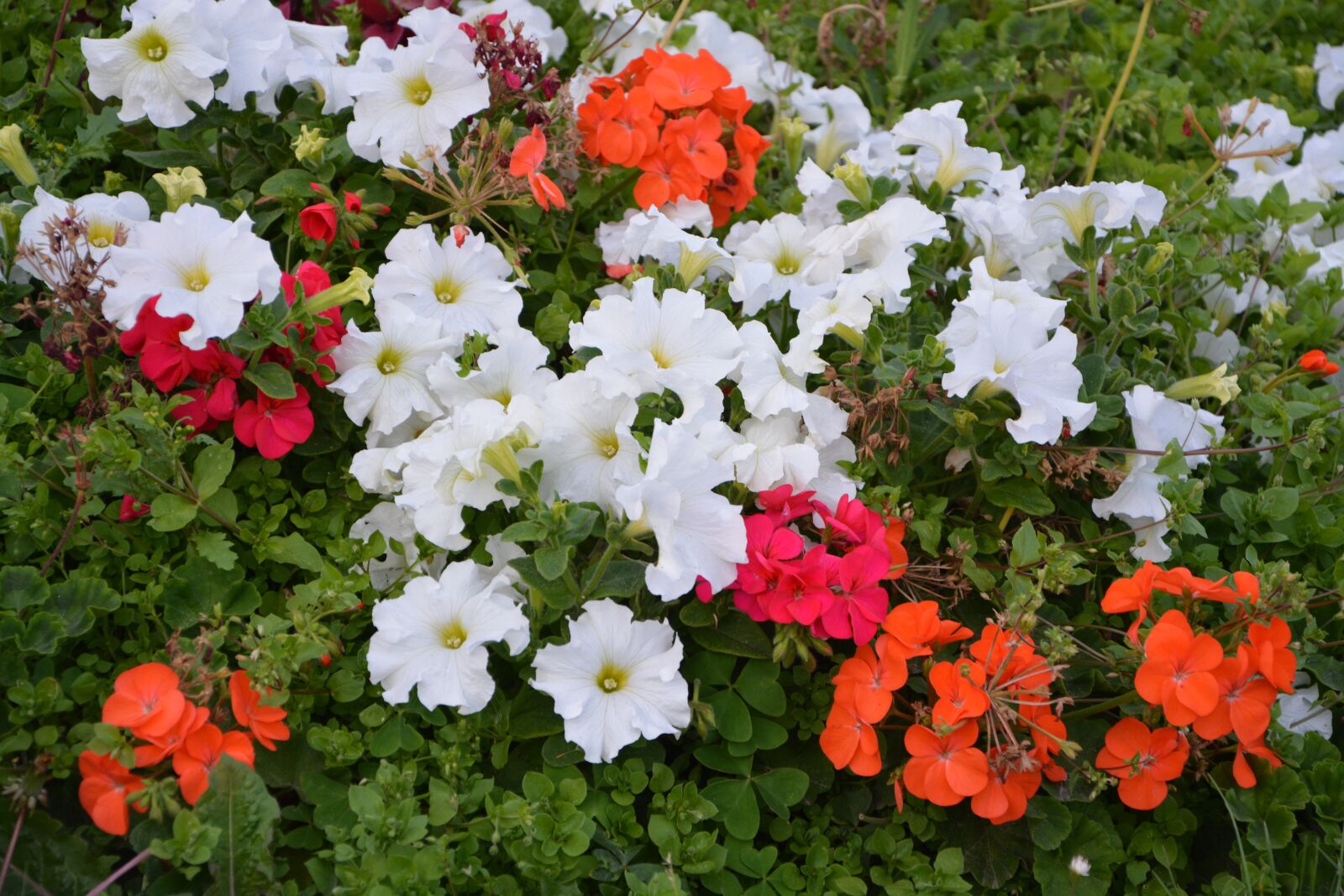 Nikon D5200 sample photo. Flowers, petunia, red photography