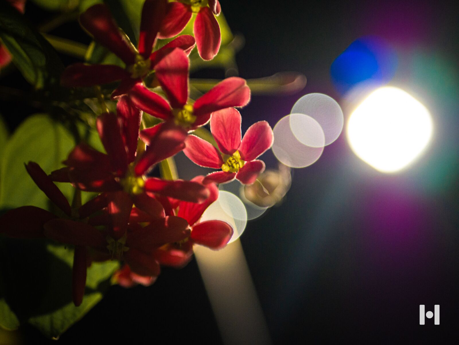 Panasonic Lumix DMC-G7 sample photo. Flowers, light, night photography