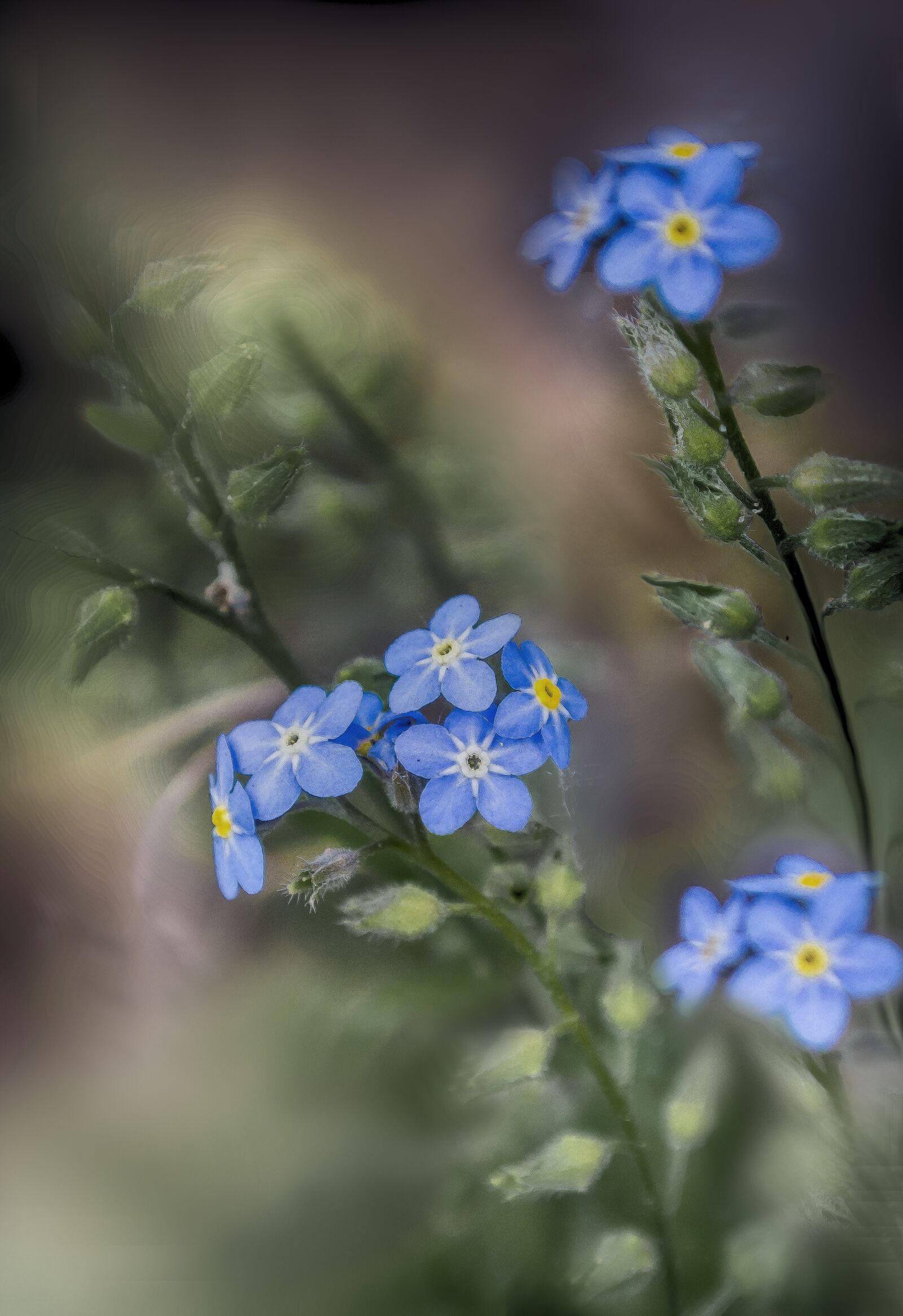 Nikon 1 J1 sample photo. Flower, flowers, nature photography