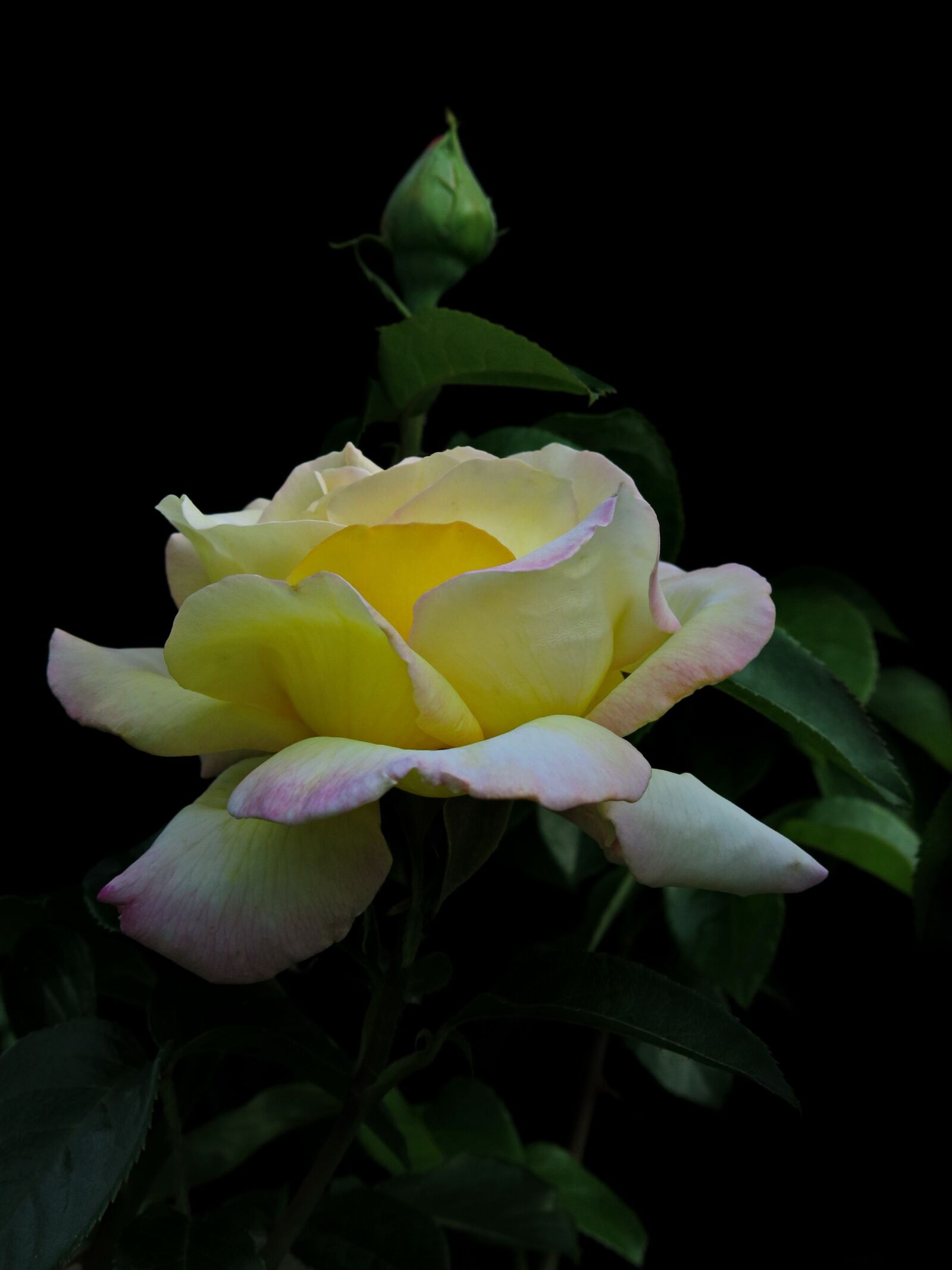 Canon PowerShot G15 sample photo. Rose, yellow, flower photography