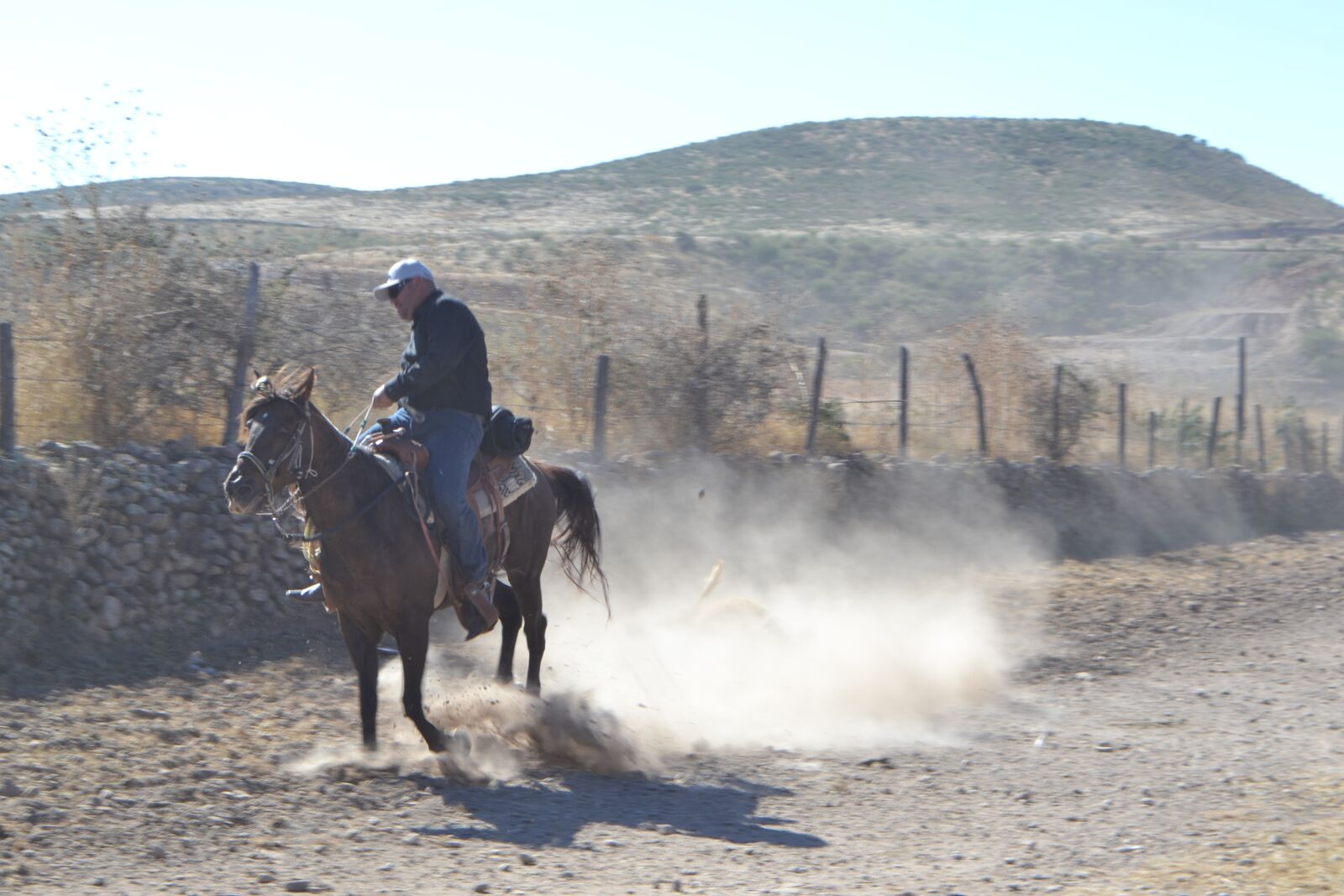 Nikon D3100 sample photo. Horse, run, dust photography