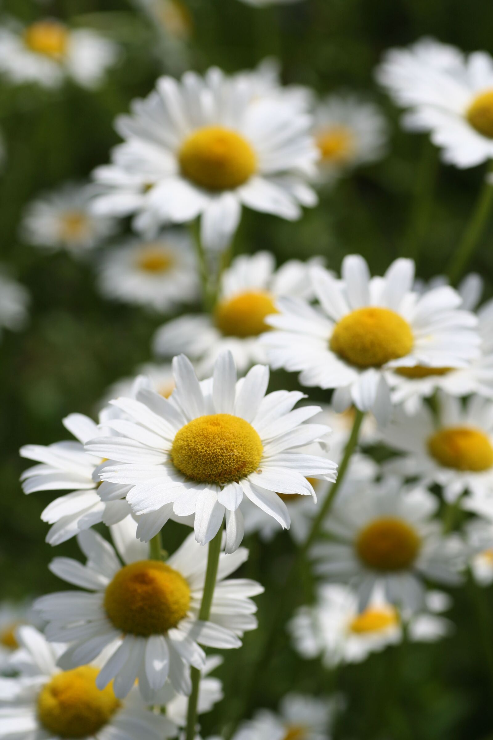 Canon EOS 350D (EOS Digital Rebel XT / EOS Kiss Digital N) sample photo. Flowers, daisies, fields photography