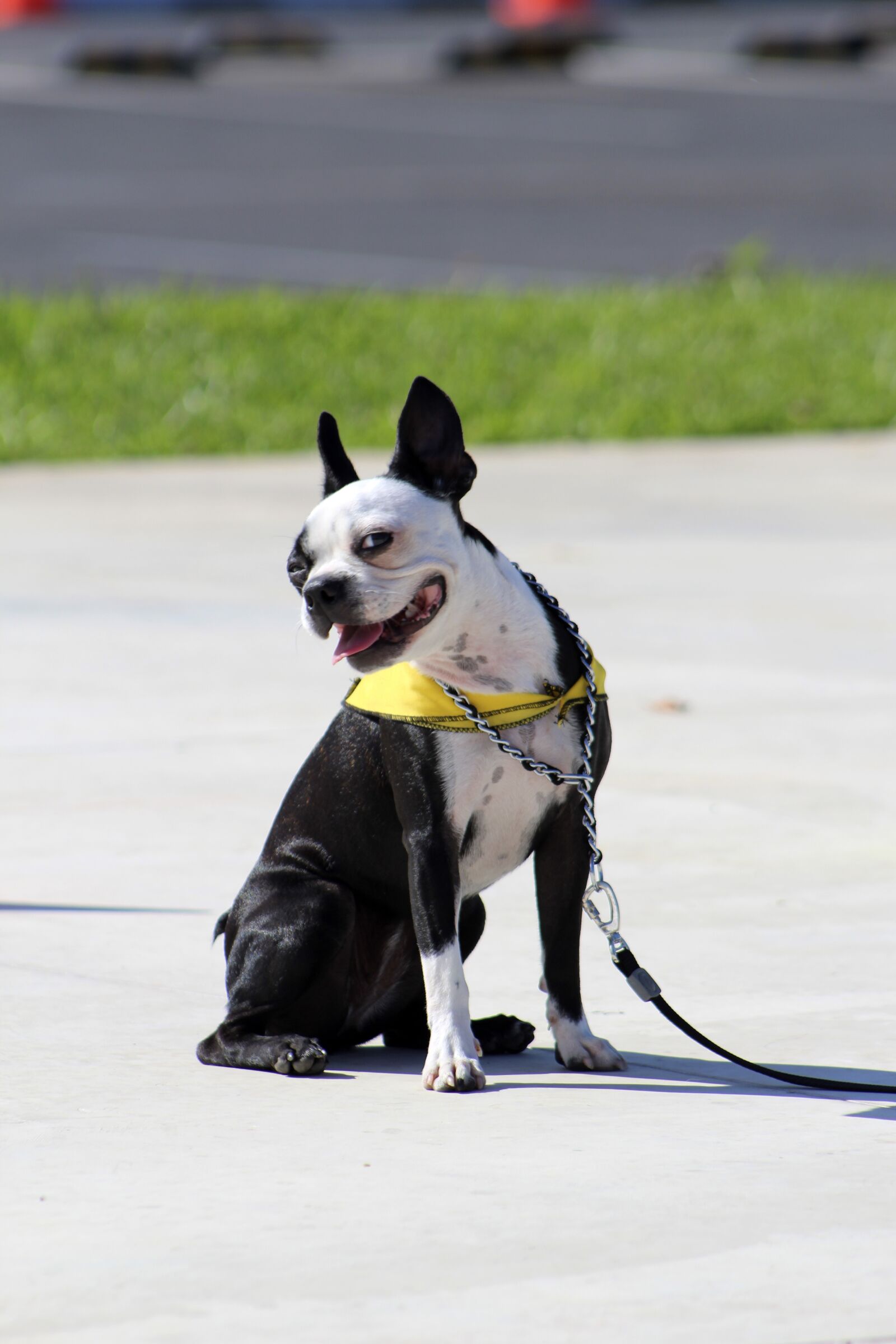 Canon EOS 1300D (EOS Rebel T6 / EOS Kiss X80) sample photo. Dog, dog smile, smile photography