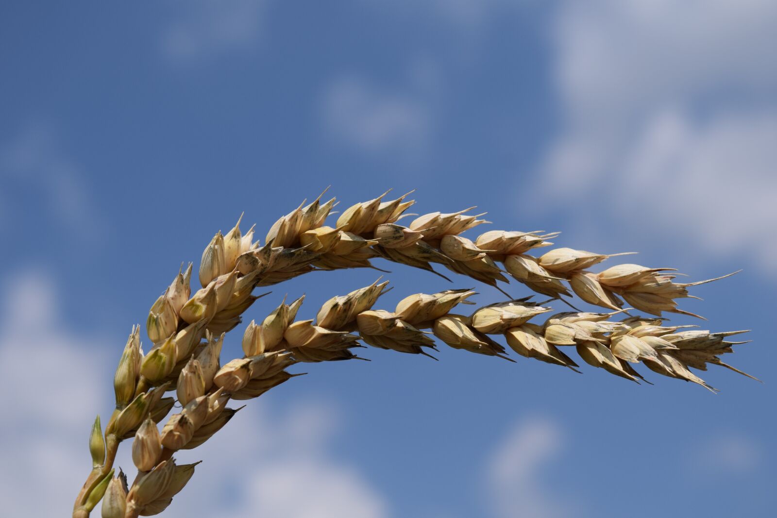 Nikon D3300 sample photo. Wheat, close up, cereals photography