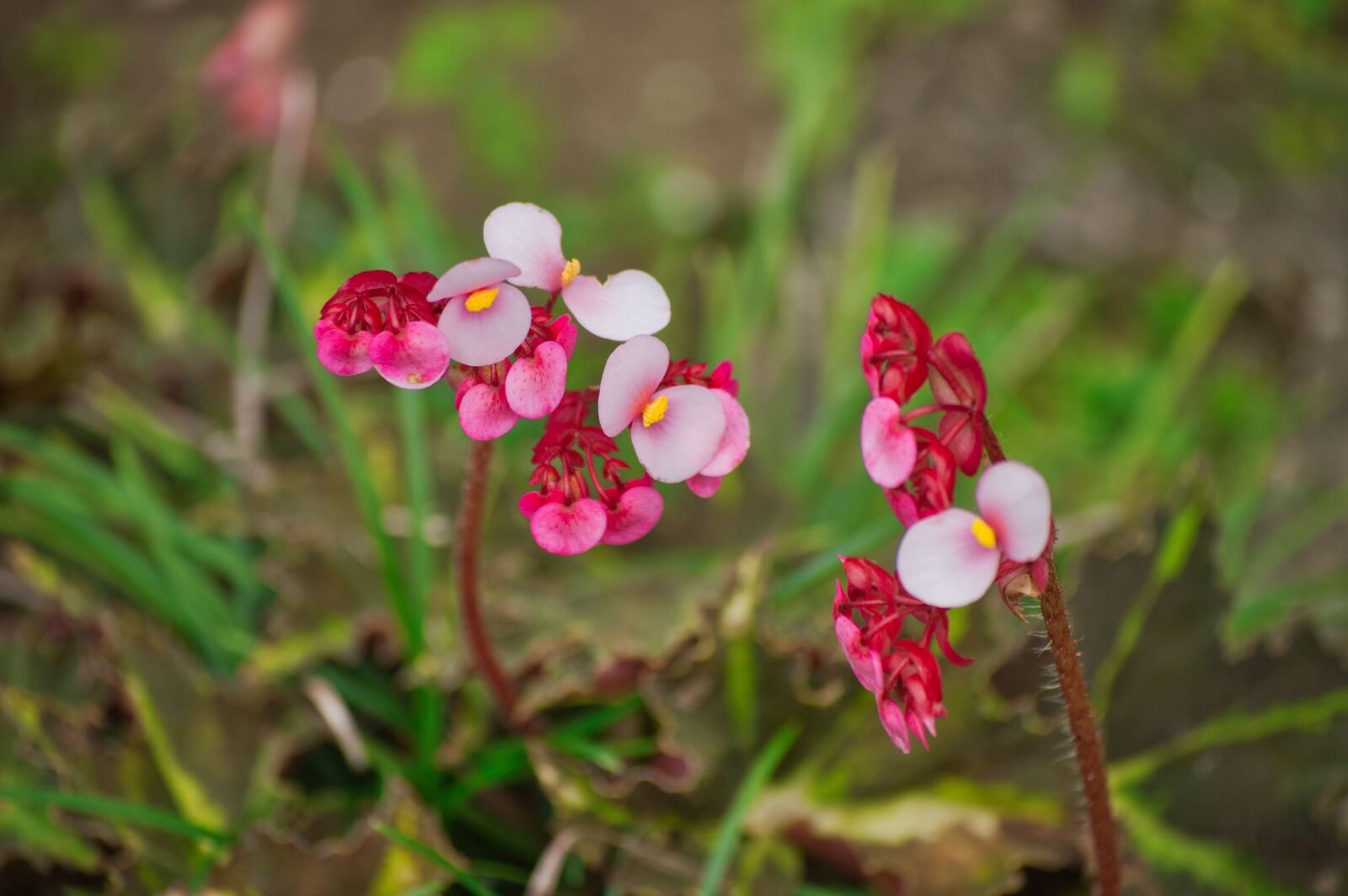Nikon D3200 sample photo. Costa rica, flowers, garden photography