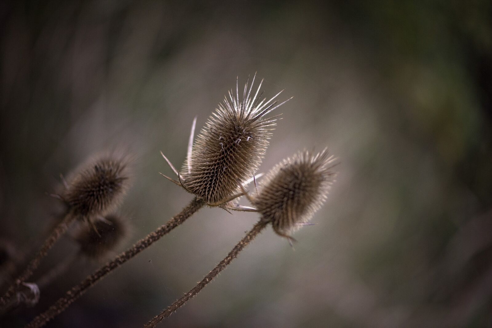 Nikon D810 sample photo. Nature, thistle, weed photography