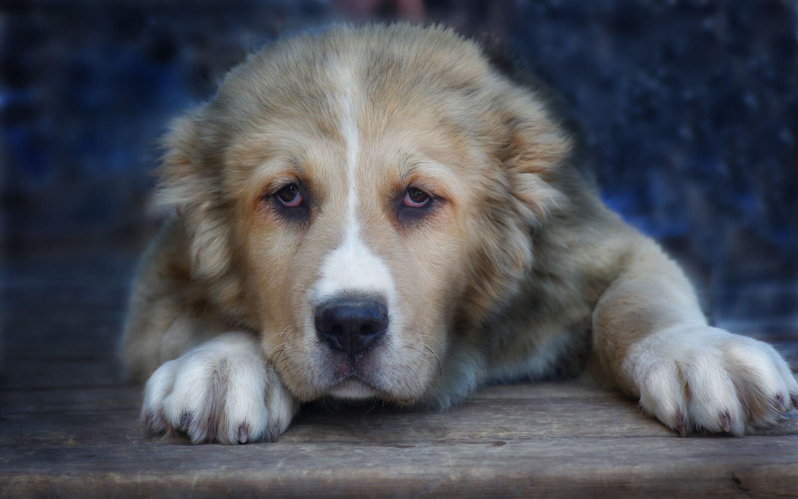 Canon EOS 5D Mark II sample photo. Puppy, dog, pets photography