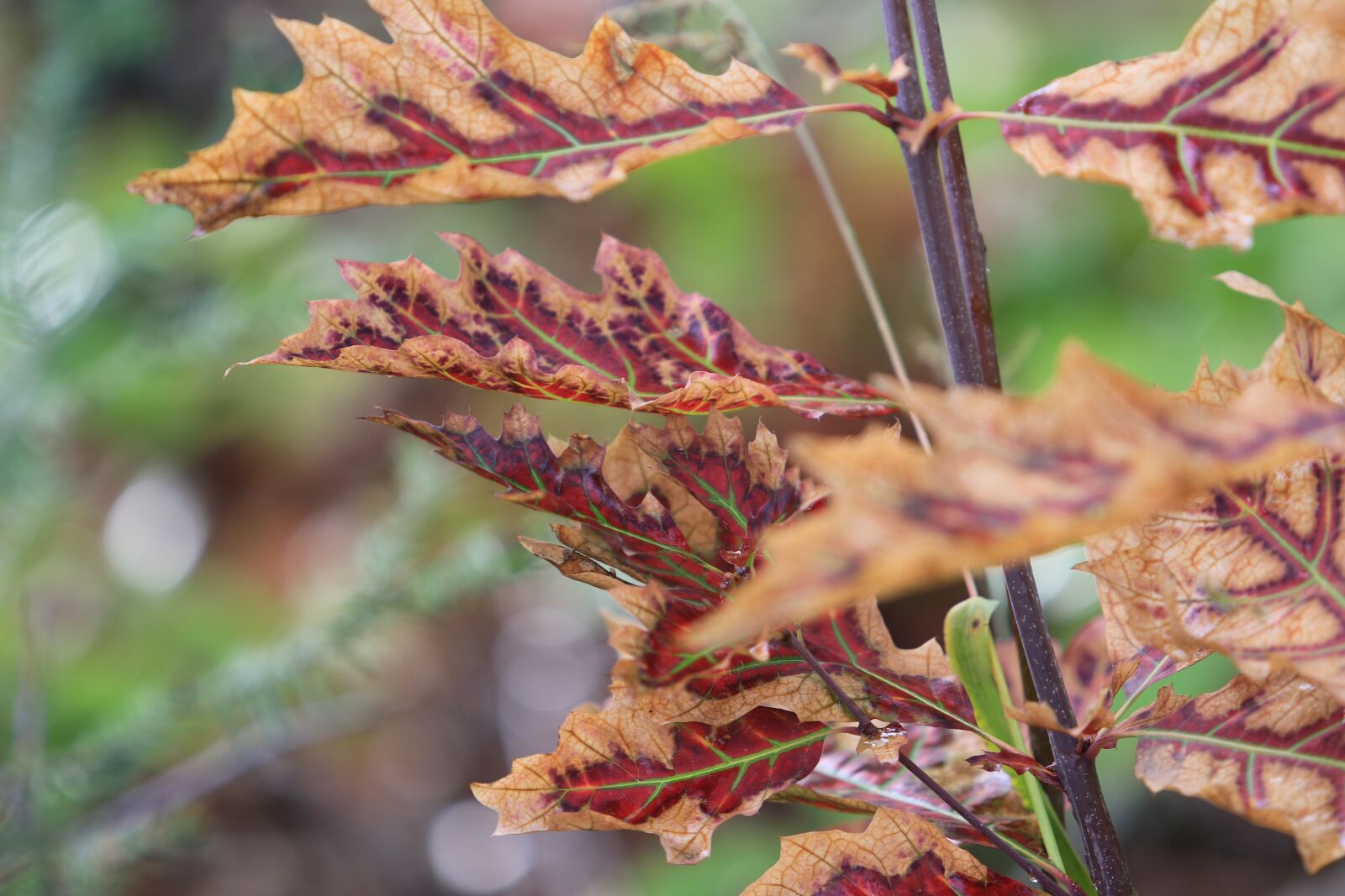 Canon EF 70-200mm F2.8L USM sample photo. Leaves, autumn, nature photography