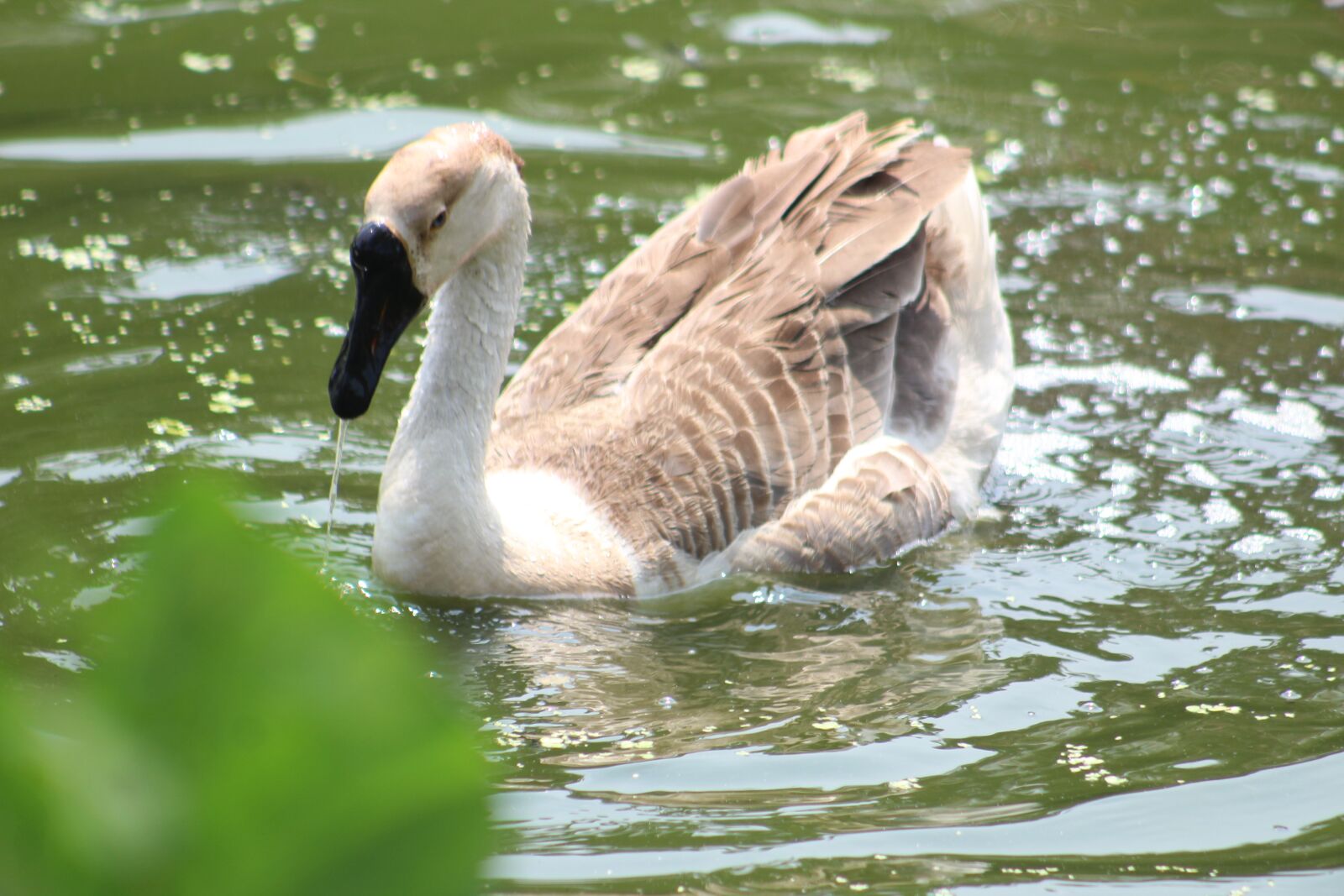 Canon EOS 1200D (EOS Rebel T5 / EOS Kiss X70 / EOS Hi) sample photo. Swan, gander, duck photography