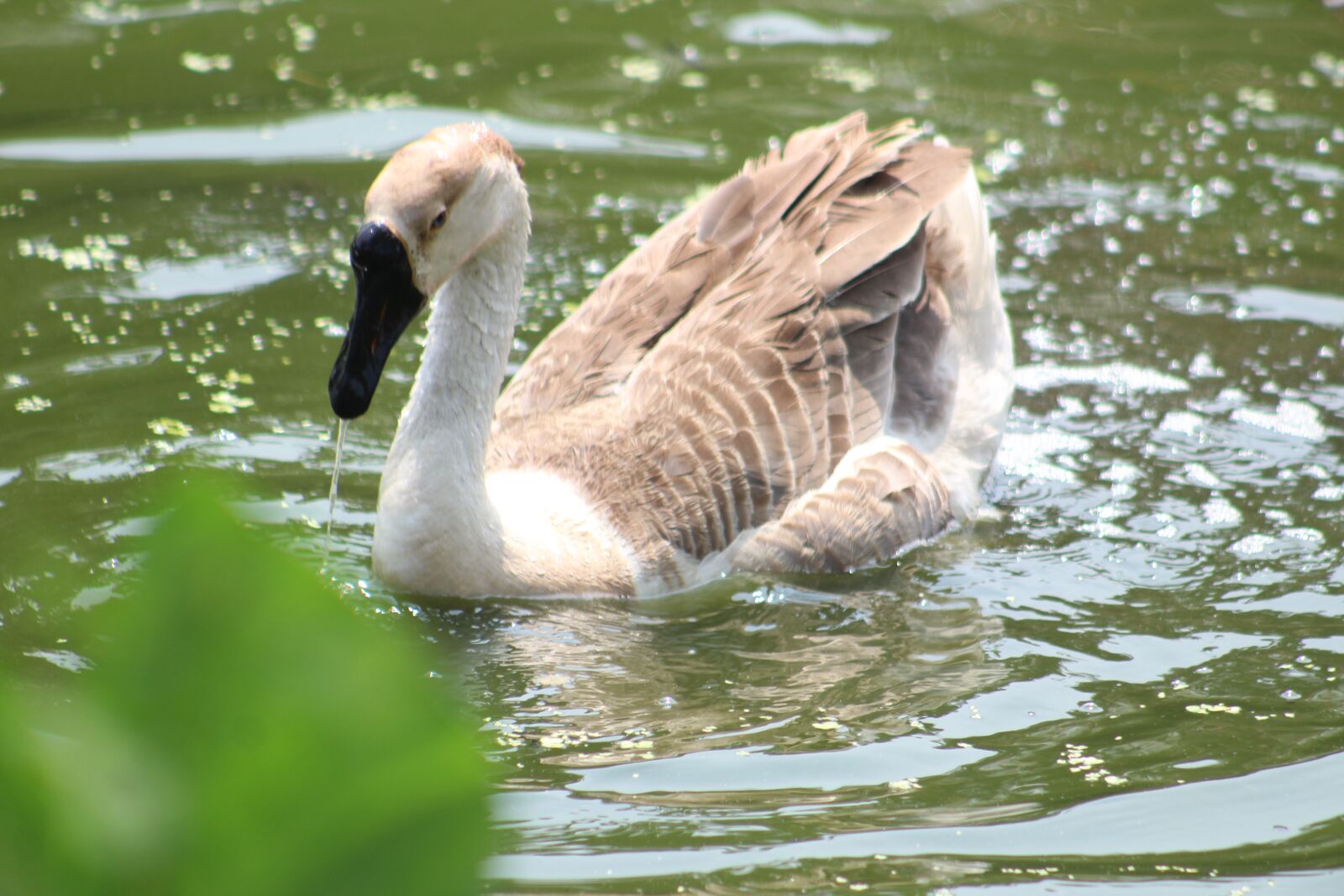 Canon EOS 1200D (EOS Rebel T5 / EOS Kiss X70 / EOS Hi) + Canon EF75-300mm f/4-5.6 sample photo. Swan, gander, duck photography