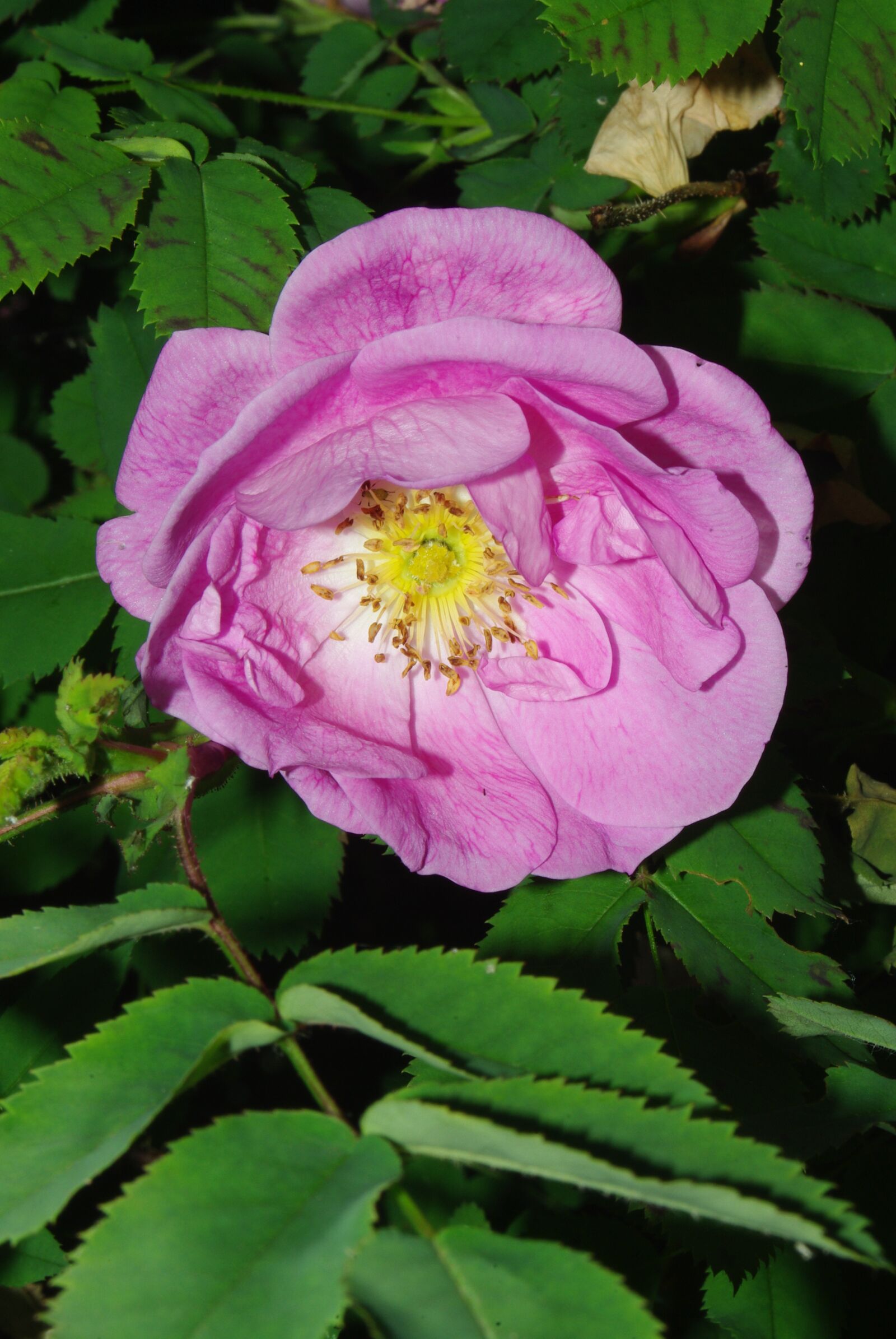 Pentax K200D sample photo. Pink, ornamental plants, flower photography