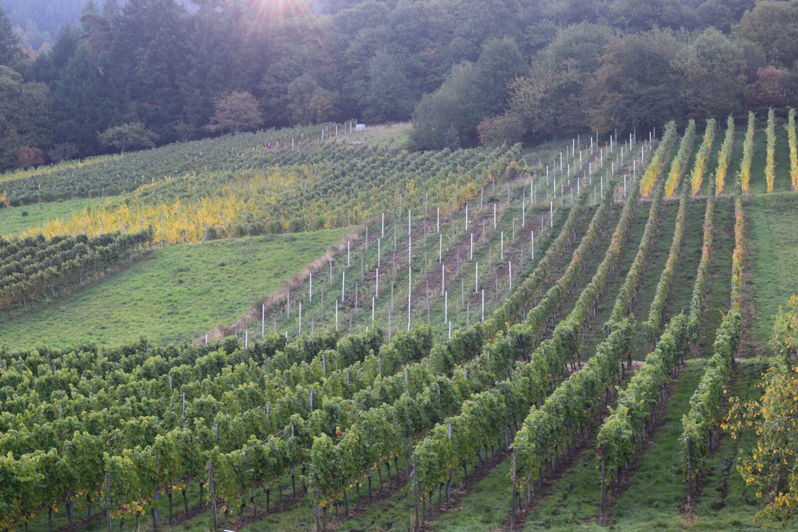 Nikon D3300 sample photo. Vines, baden-baden, germany photography