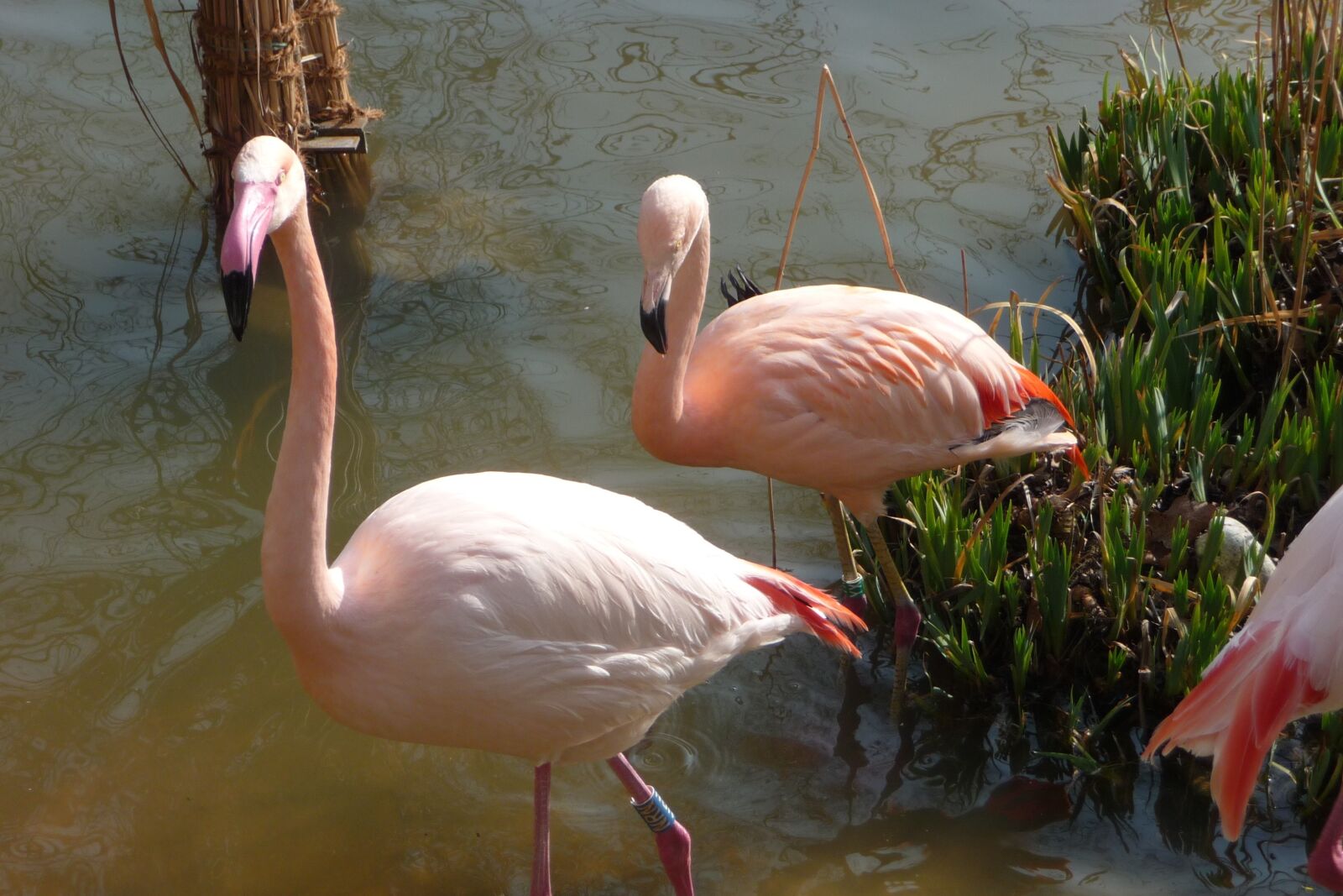 Panasonic Lumix DMC-TZ4 sample photo. Flamingo, stand, water photography